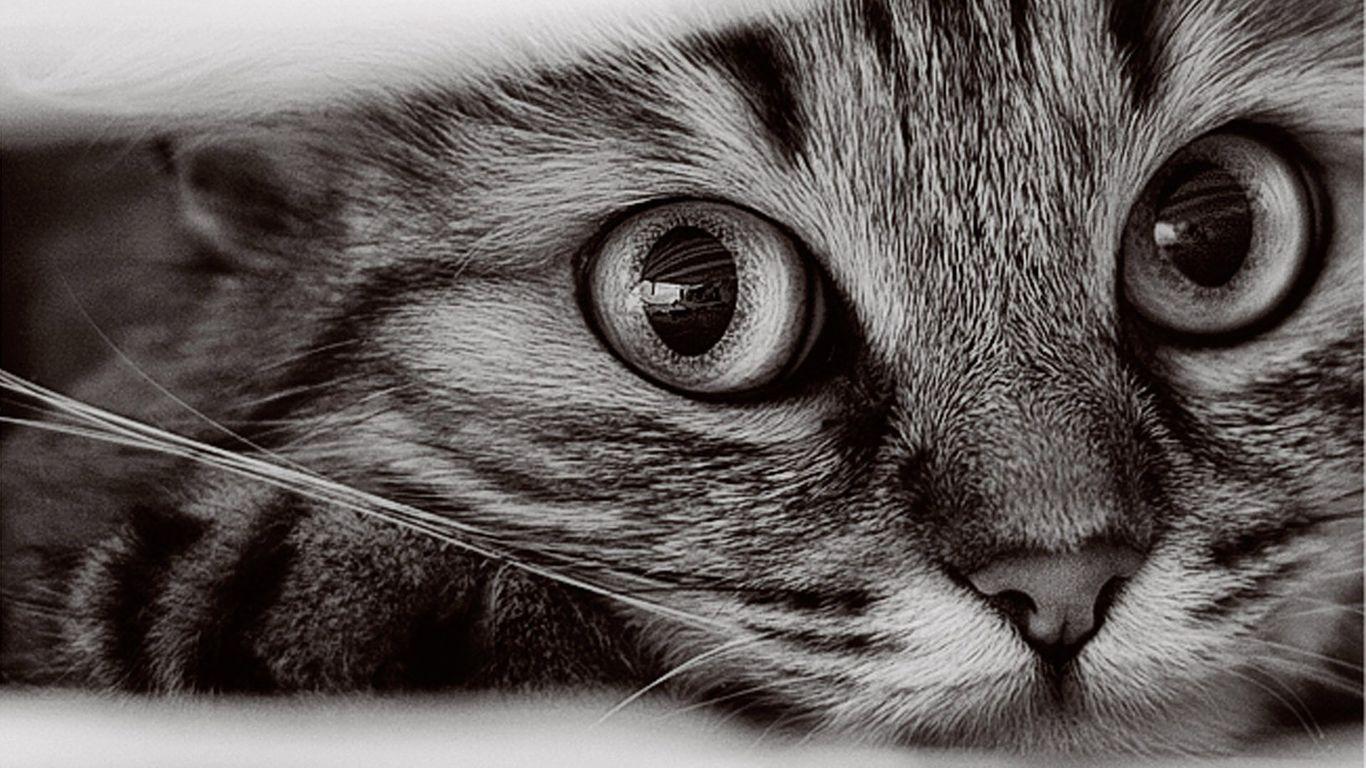  Cat  Wallpapers  Top  Free Cat  Backgrounds  WallpaperAccess