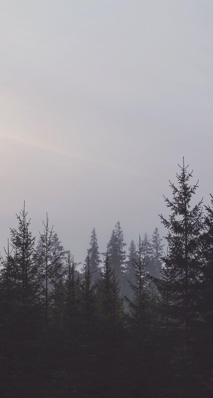 854x1590 Landscape forest sky. wallpaper.sc iPhone8