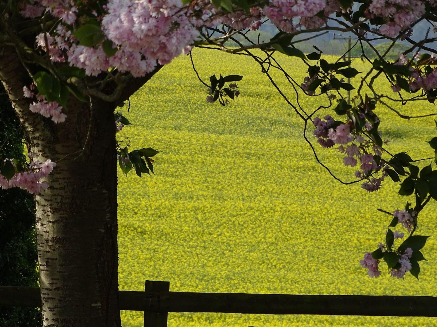 1400x1050 Wallpaper 334: Spring on the Farm. HamsterBritain.com. Walking