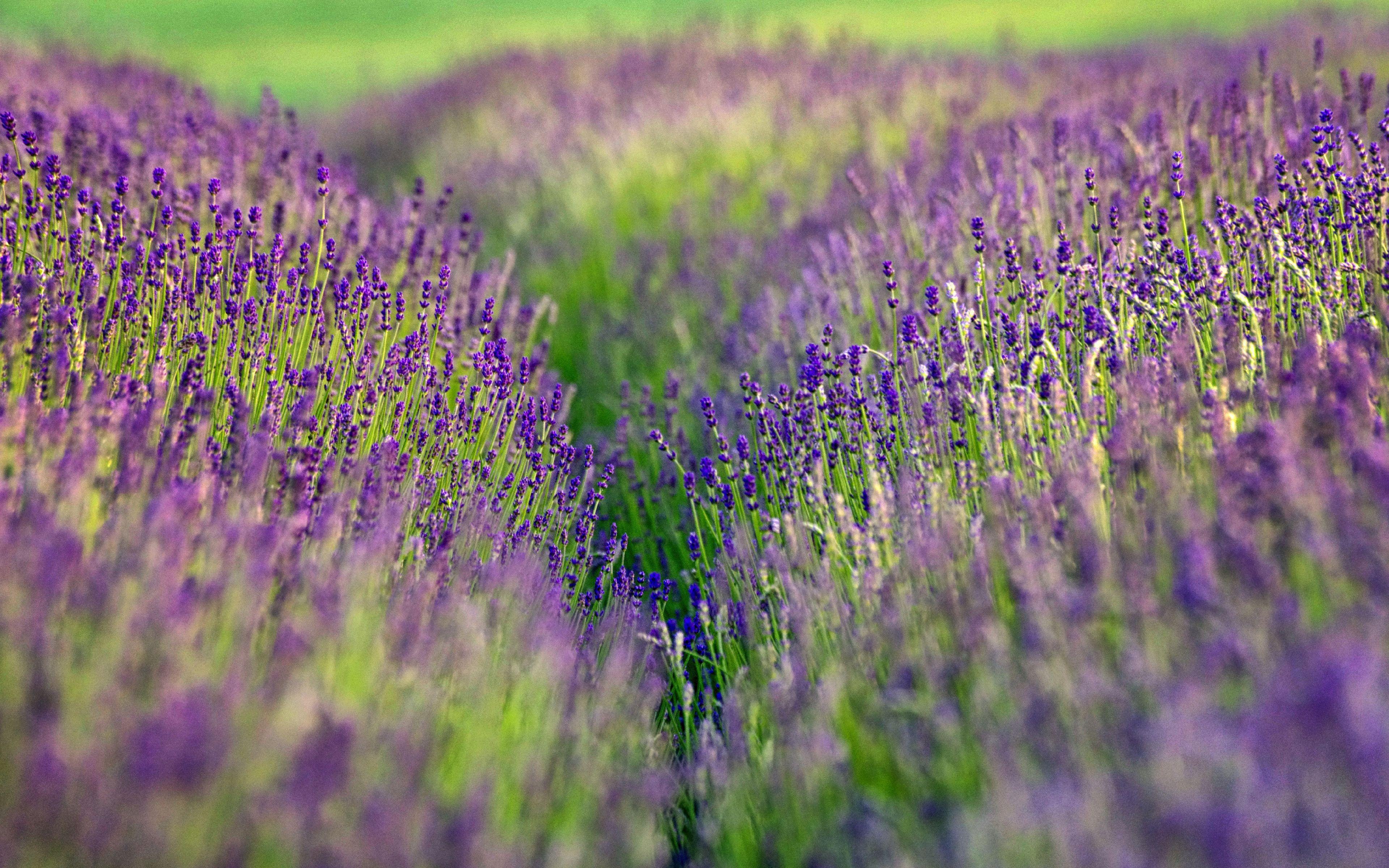 3840x2400 Desktop Wallpaper Lavender Flowers, Plants, Spring, Farm, Meadow