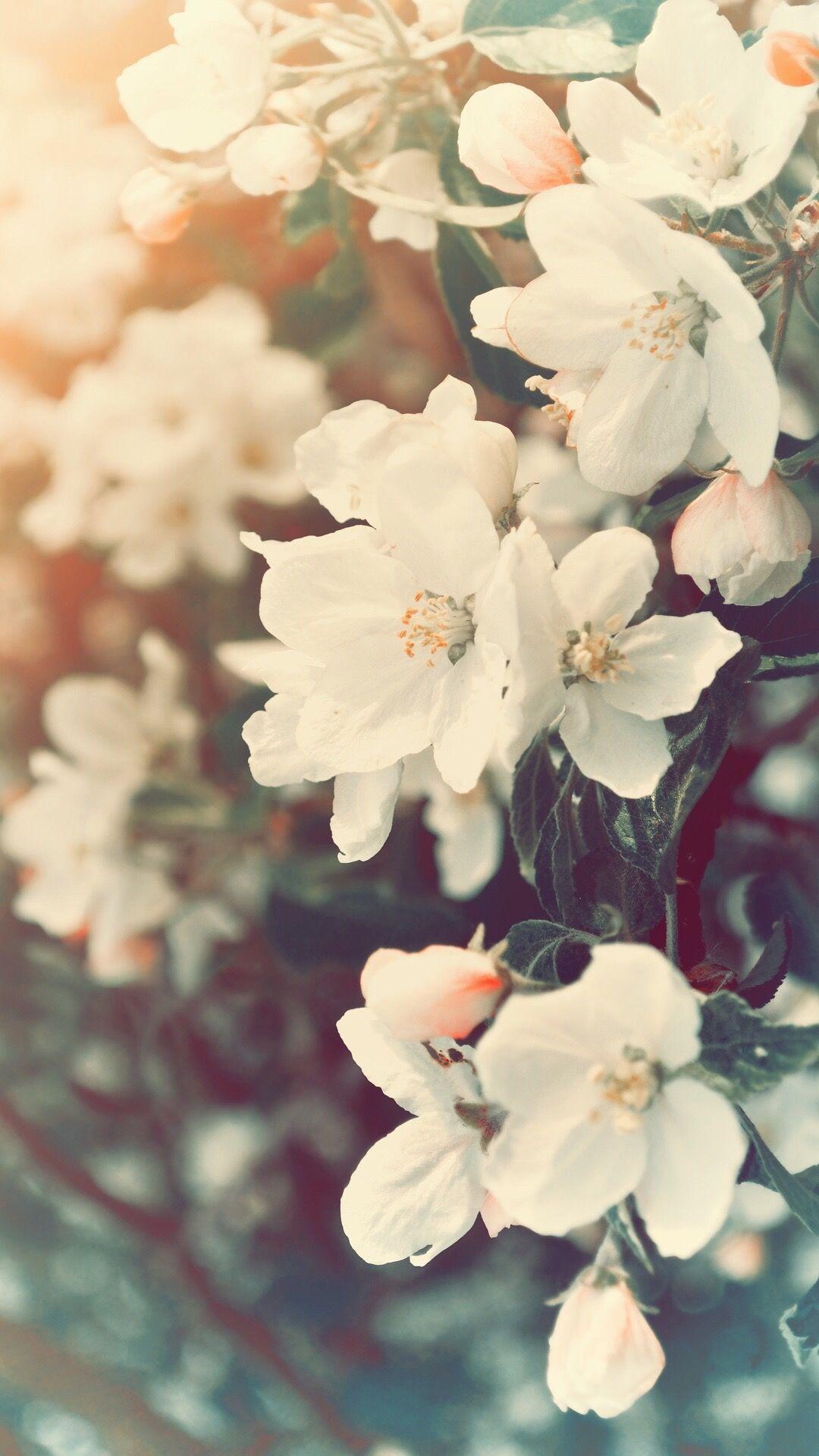 Wallpapers Spring Wallpaper Aesthetic For iPhone