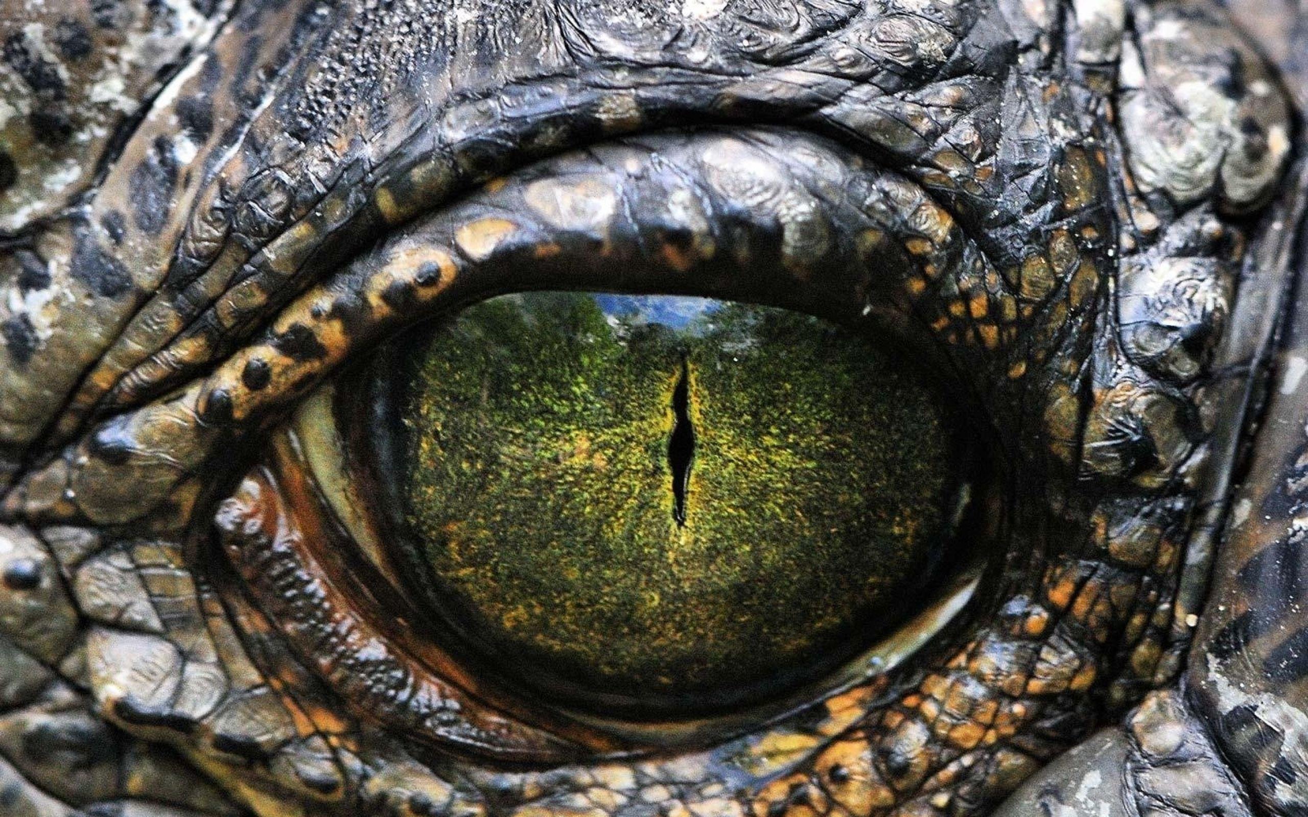 2560x1600 Free download Android Wallpaper Walking with Dinosaurs 2560x1600