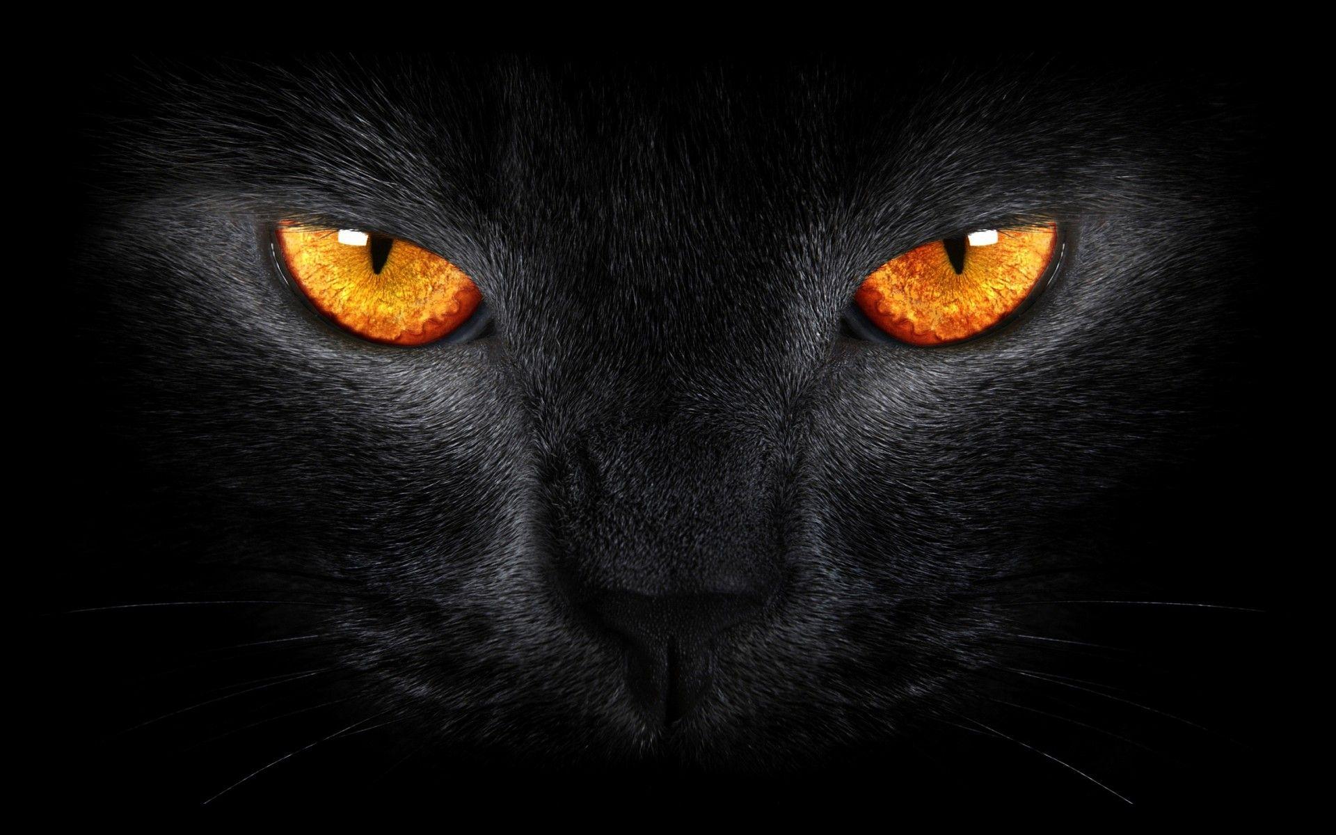 1920x1200 Hình nền Mèo đen, Đáng sợ, Mắt vàng, Nền tối, Động vật