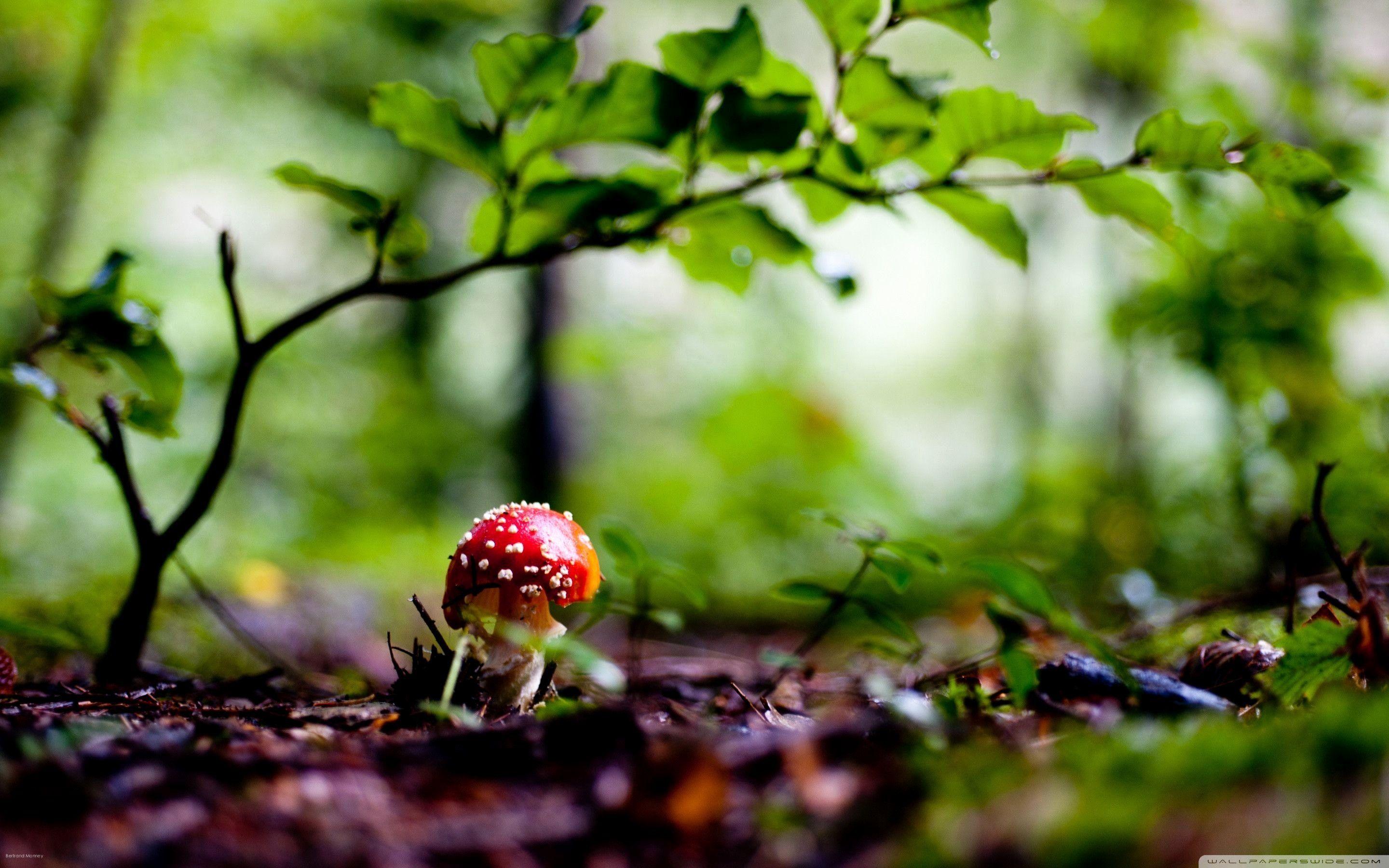 2880x1800 Mushroom Wallpaper New Infected Mushroom Wallpaper