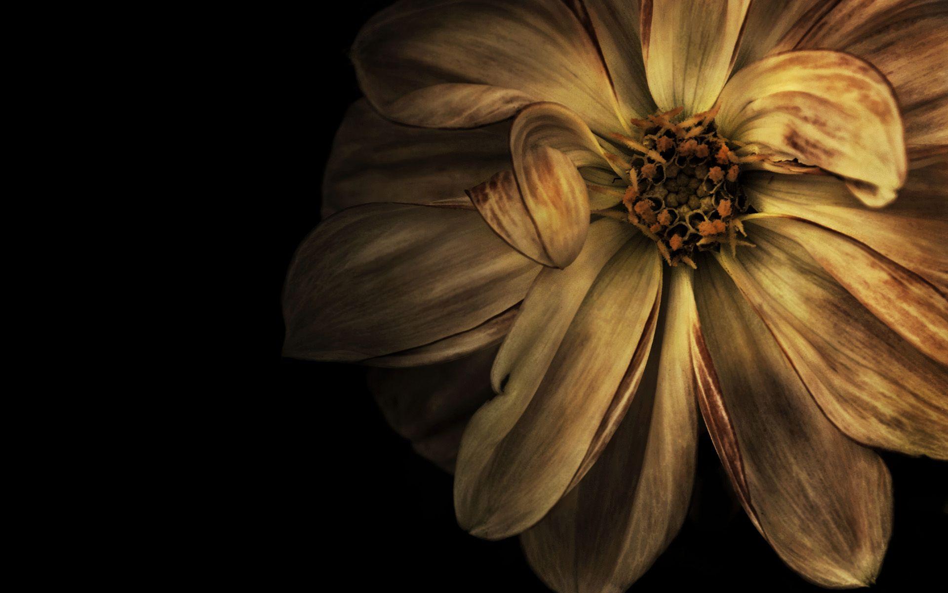 1920x1200 Classic Design wallpaper 10749 design material
