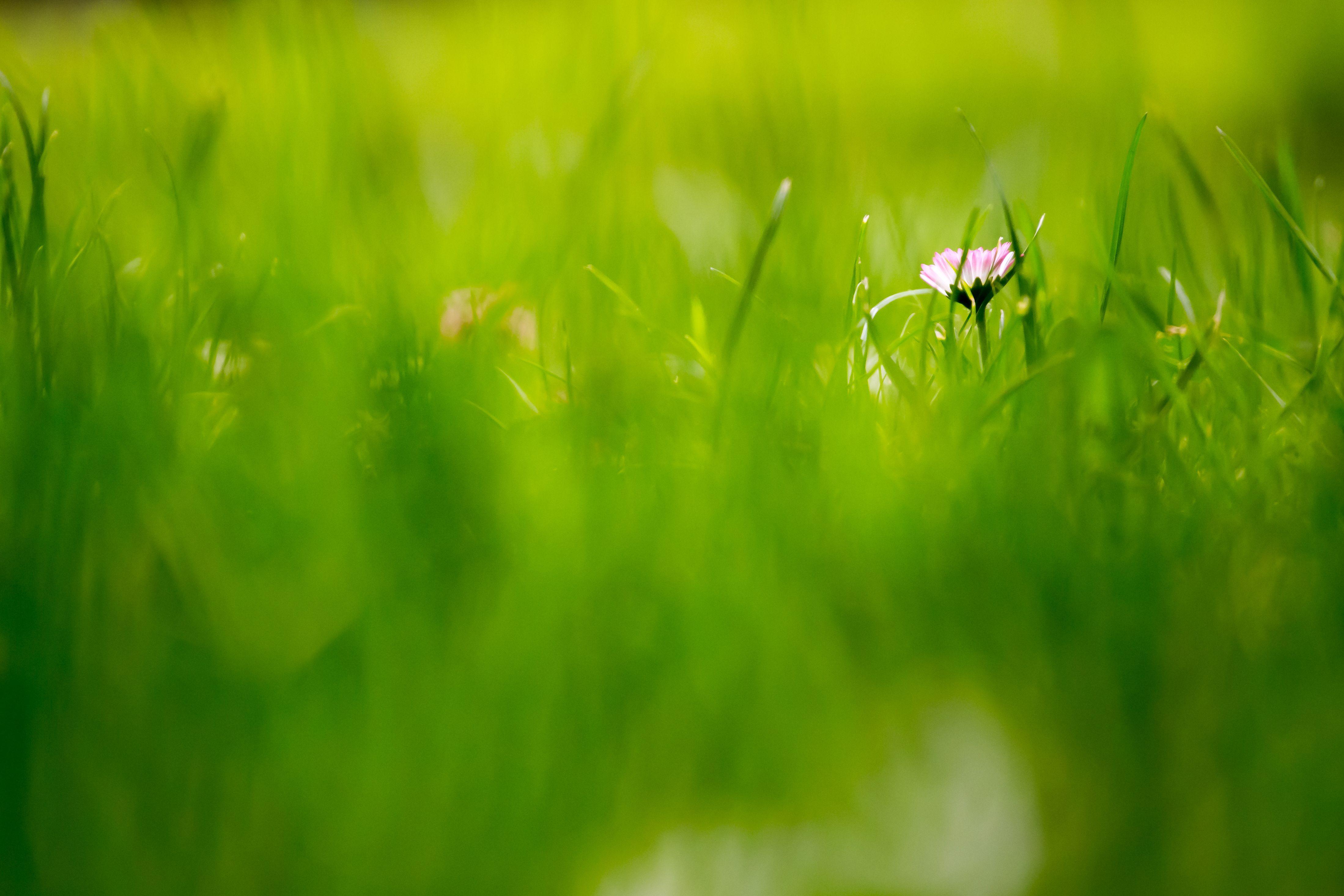 4396x2931 Beautiful Green Grass Field HD Wallpaper