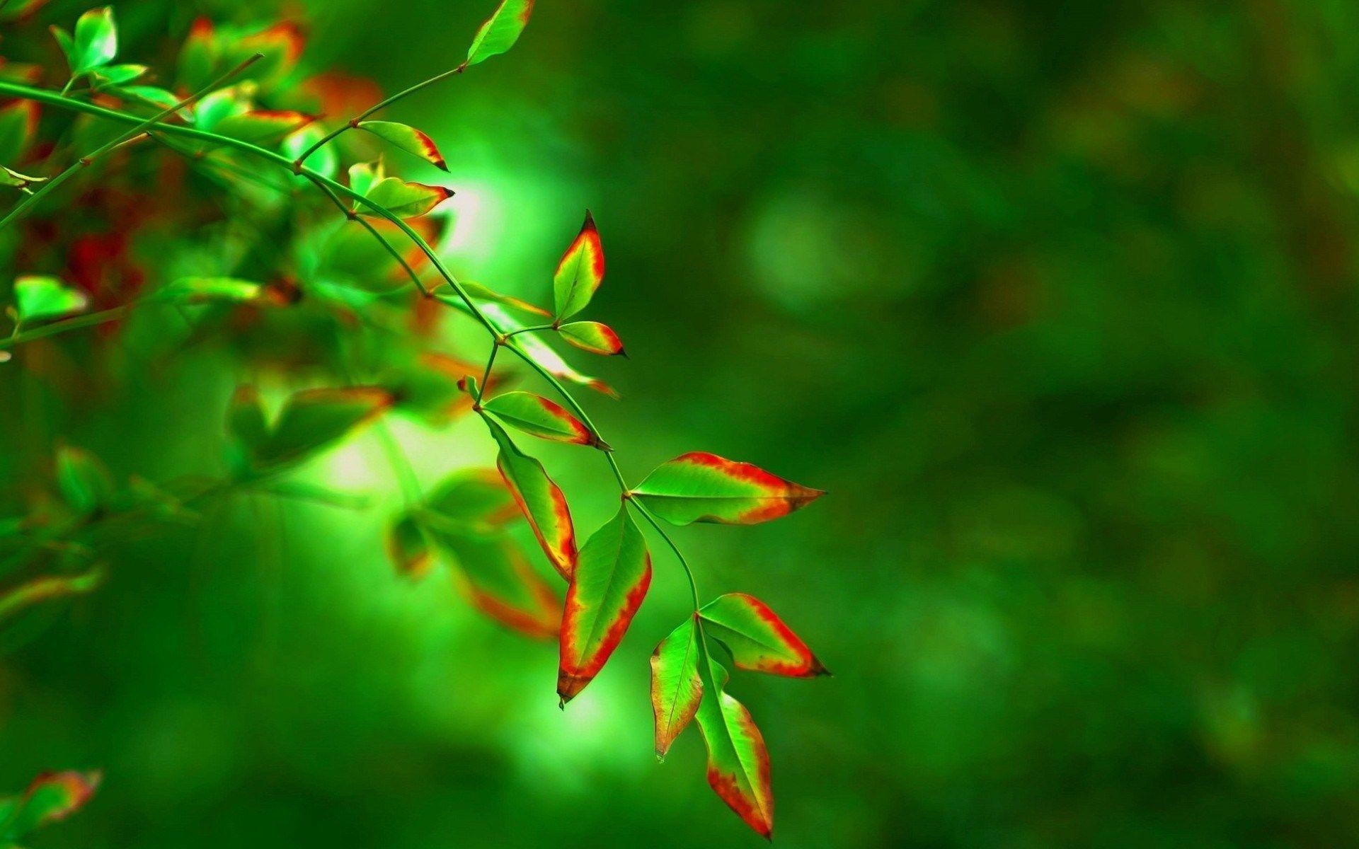 1920x1200 leaf desktop nexus wallpaper 1920x1200. Blurred background, Full