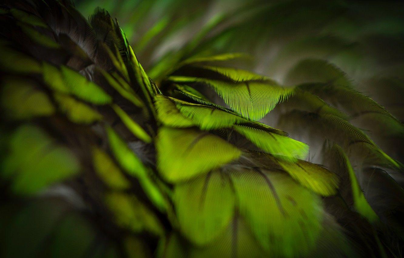 1332x850 Wallpaper green, Macro, feathers, green, dark Wallpaper image