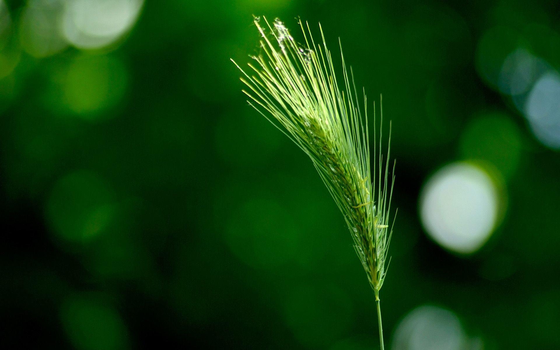 1920x1200 Free download wallpaper green wheat desktop desktop background