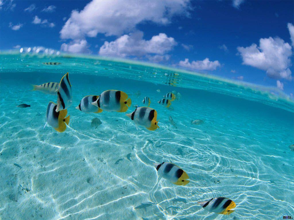 1024x768 Free download ocean life wallpaper 41 Beaches Rivers Oceans