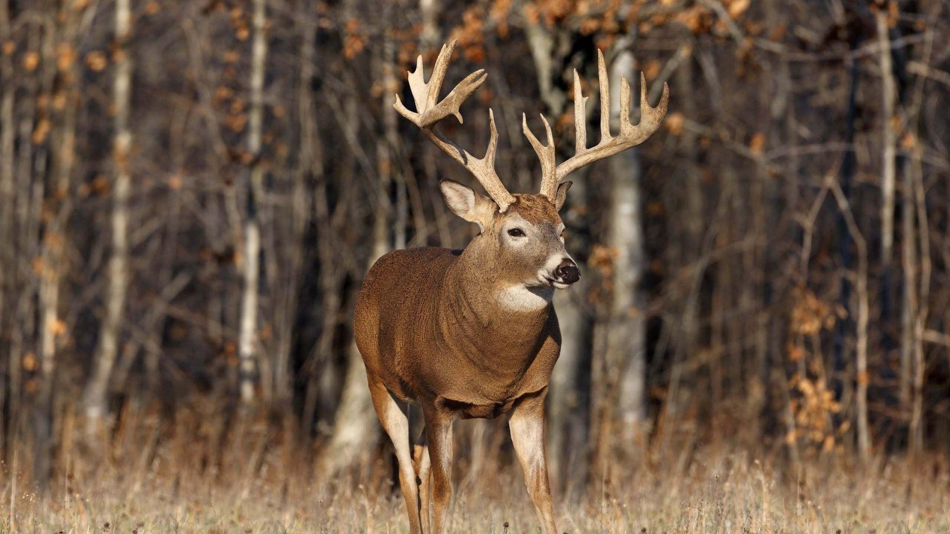 1920x1080 Hunting Wallpaper Free Hunting Background - Whitetail deer, Big deer, Deer wallpaper