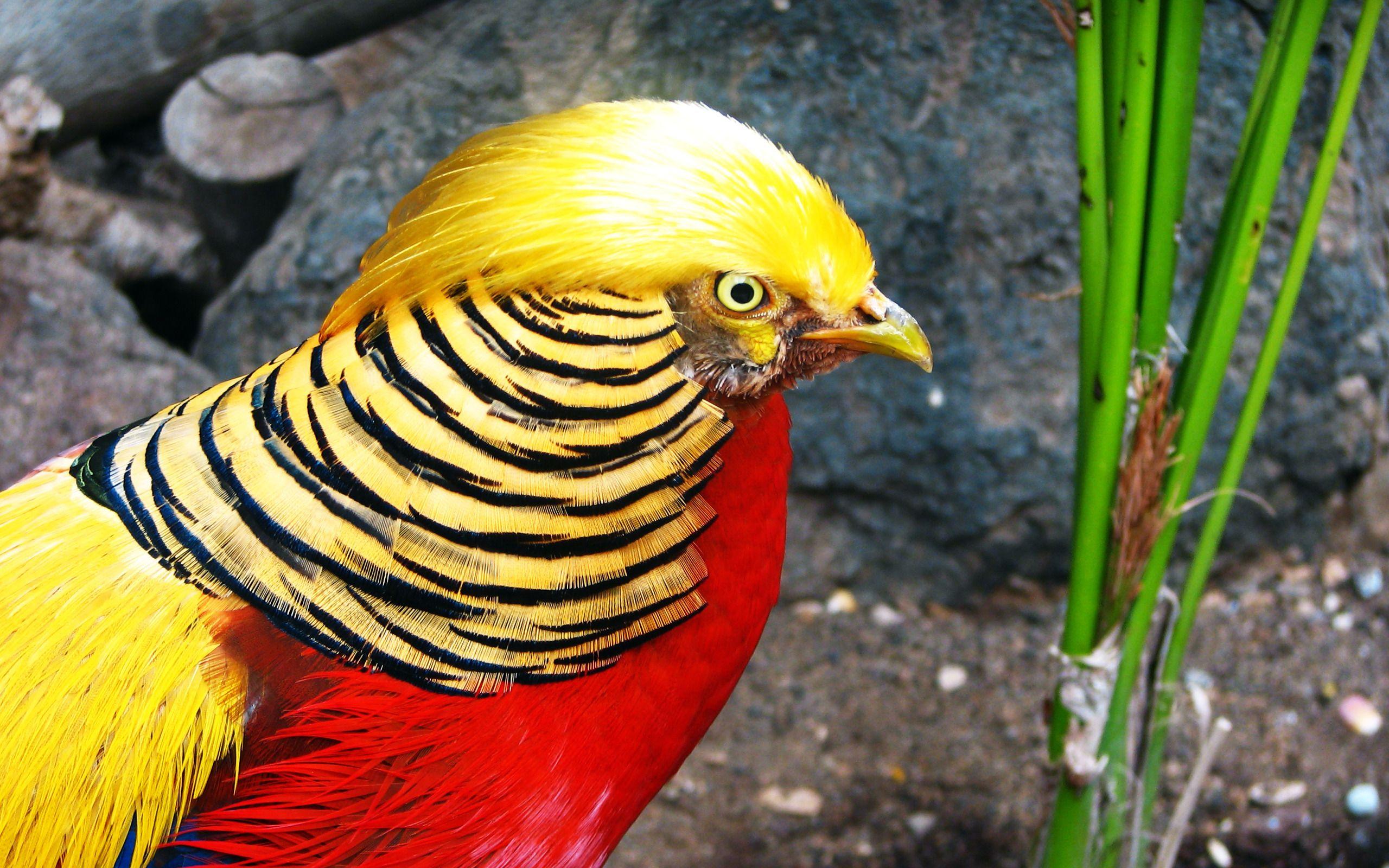 2560x1600 Free download Golden Pheasant Computer Wallpaper Desktop