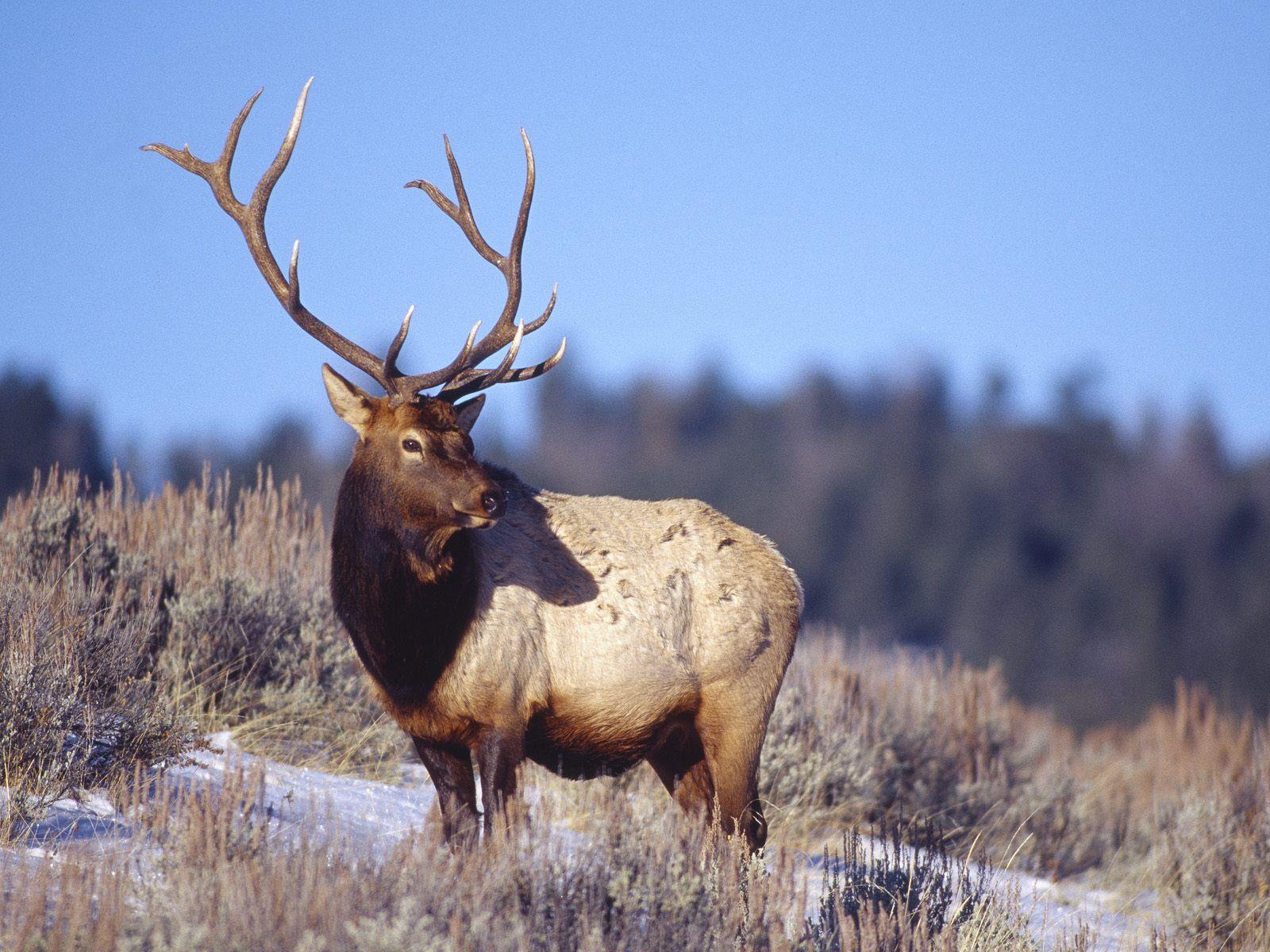 1600x1200 Whitetail Deer Wallpaper