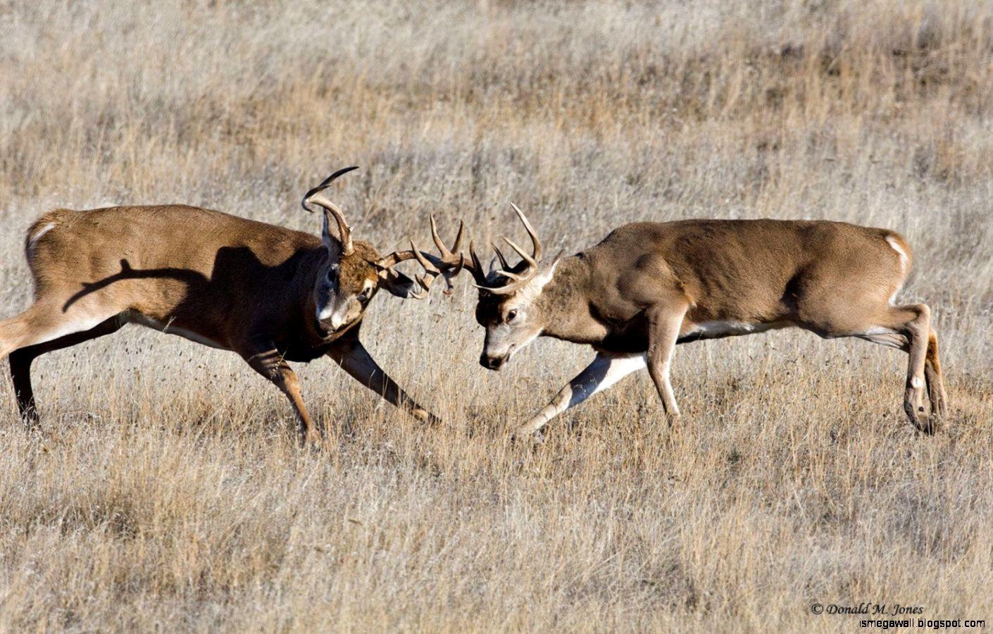 1410x900 Whitetail Buck HD Wallpaper