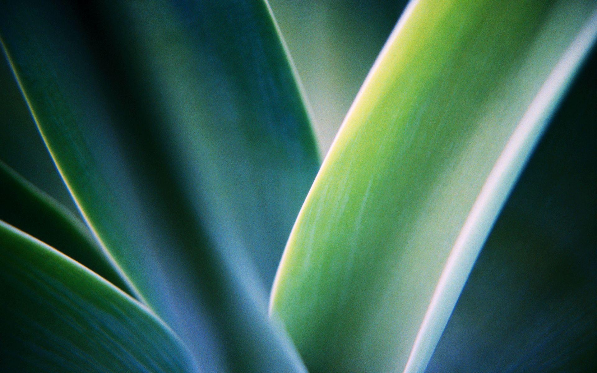 1920x1200 Windows 7 exotic plant wallpaper