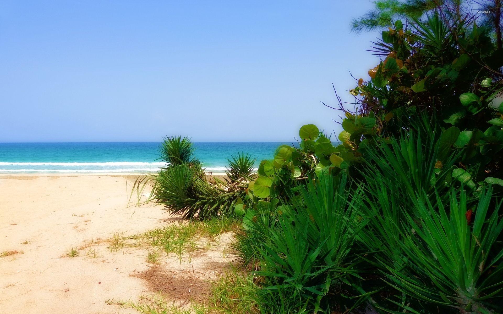 1920x1200 Exotic plant on a sandy beach wallpaper wallpaper