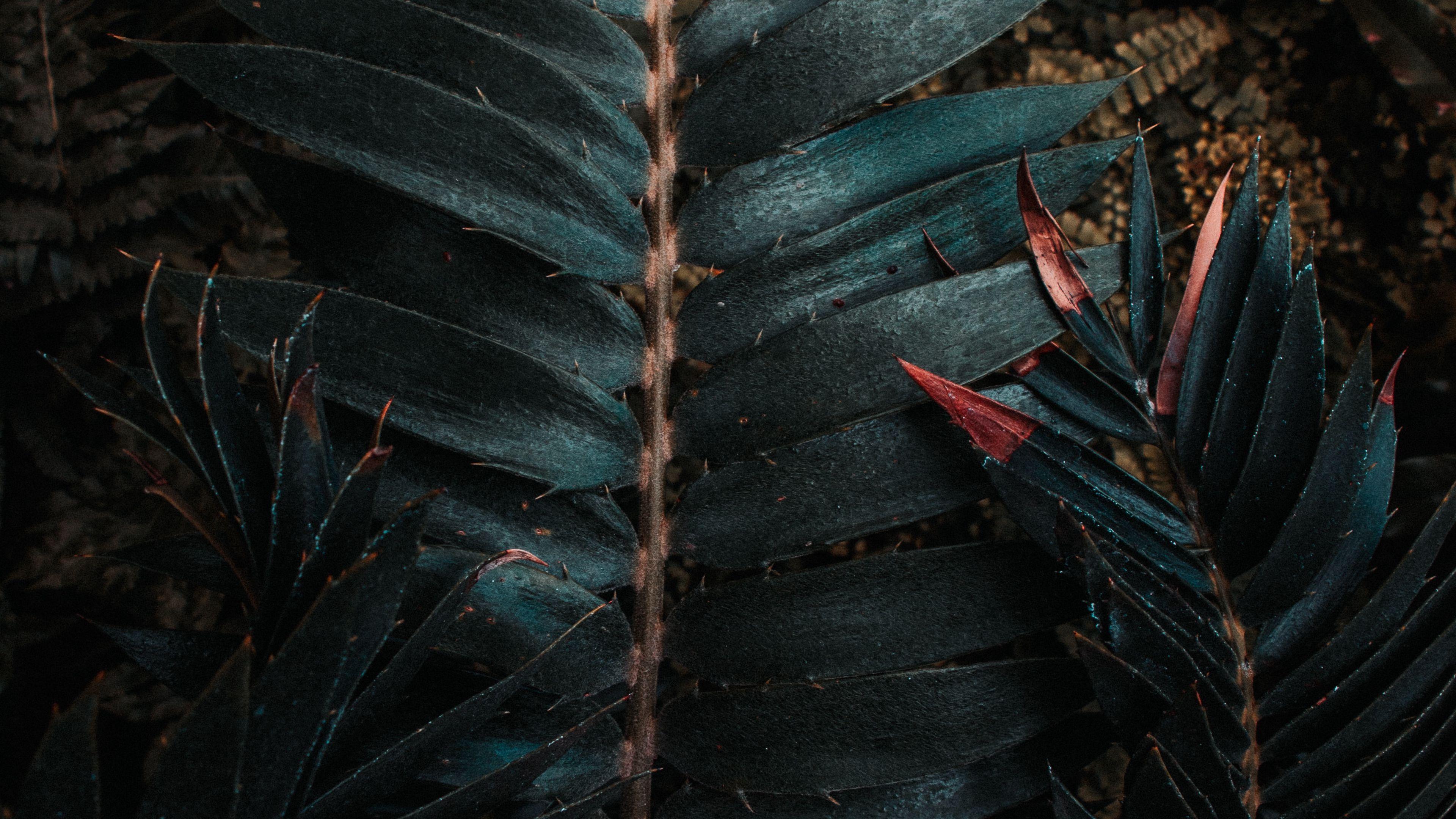 Exotic Plant Wallpapers - Top Free Exotic Plant Backgrounds