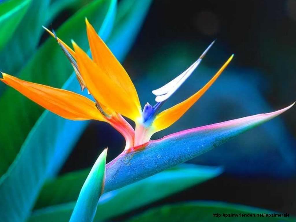 1024x768 Exotic Wallpaper La Palmeraie. La Palmeraie gb