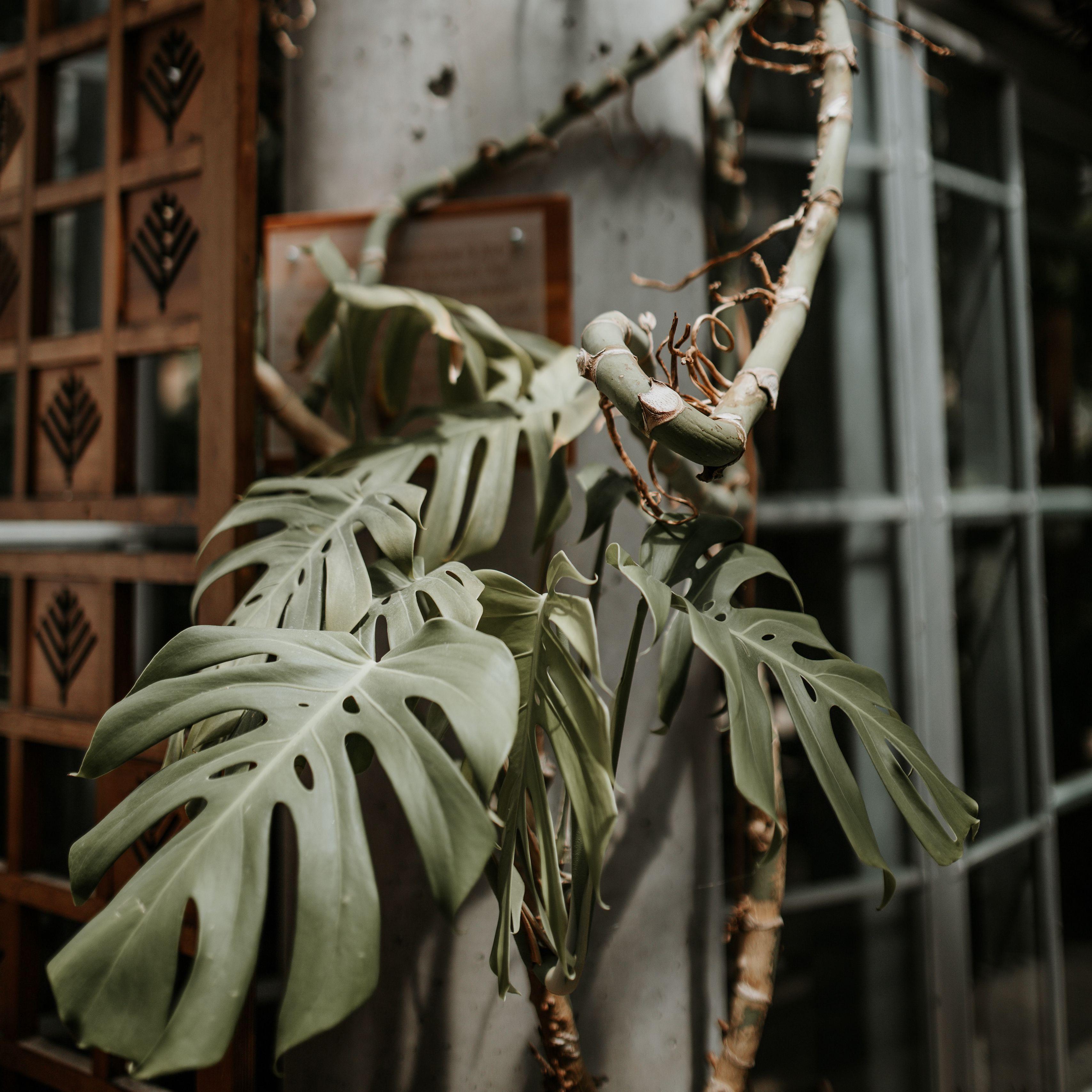 3415x3415 Download wallpaper 3415x3415 monstera, plant, exotic, tropical