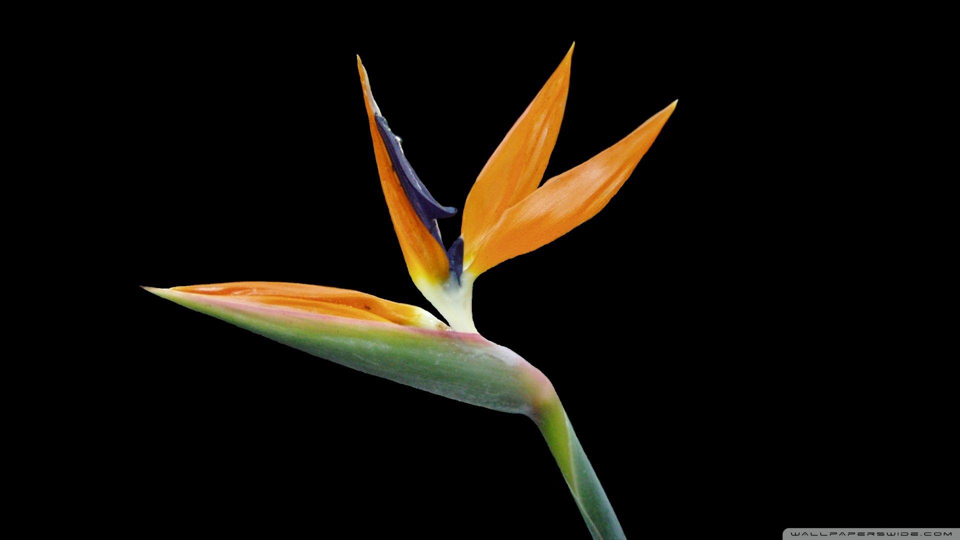 1920x1080 Download Bird Of Paradise Flower Exotic Plant Wallpaper 1920x1080