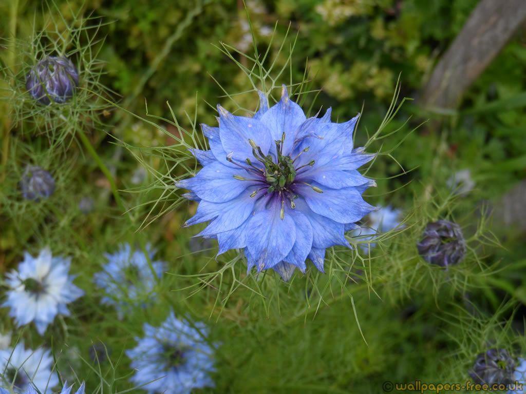 1024x768 Exotic Lilac Flower With Spiny Leaf Network And Plants