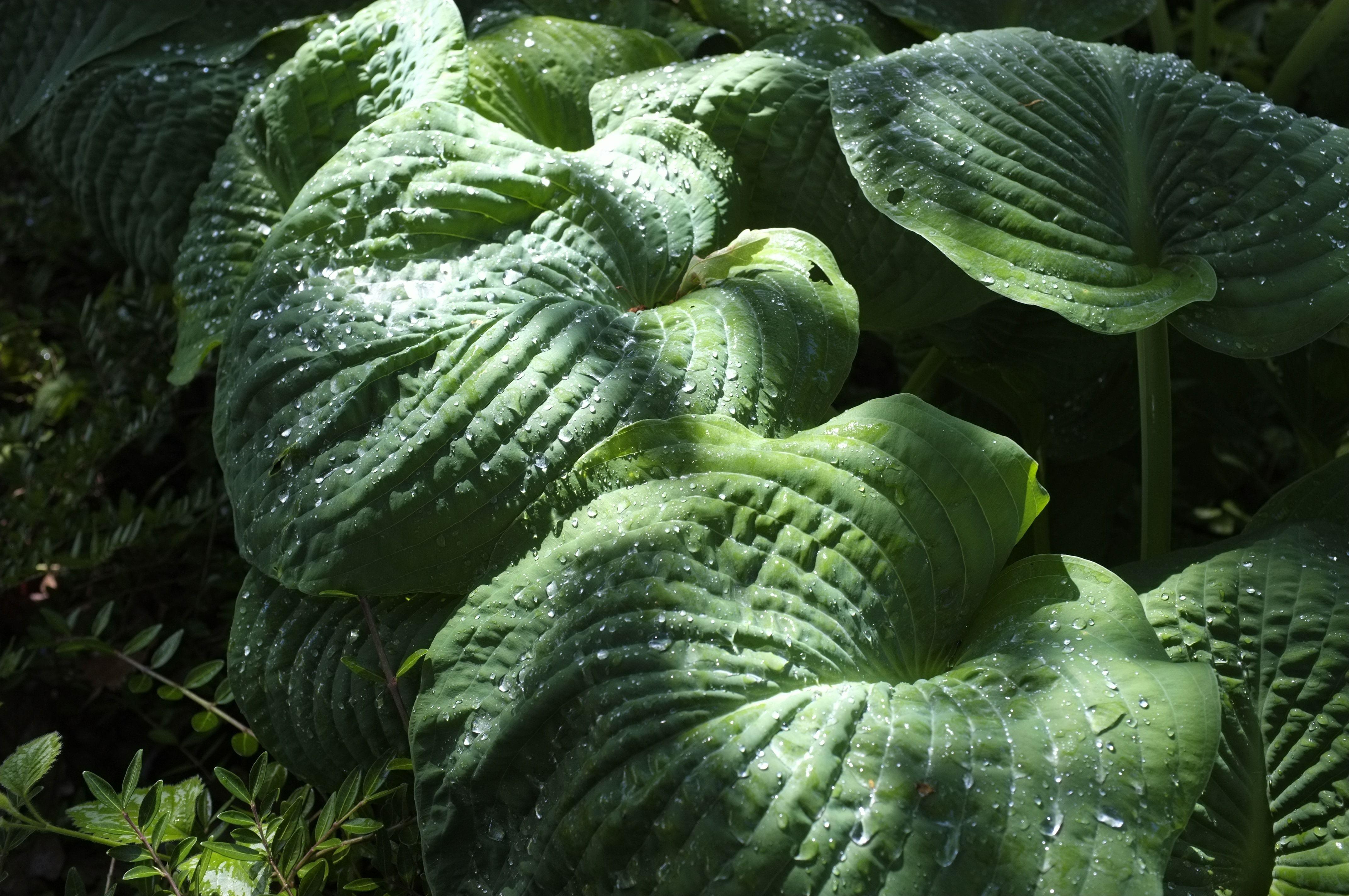 4288x2848 royalty free exotic plant image