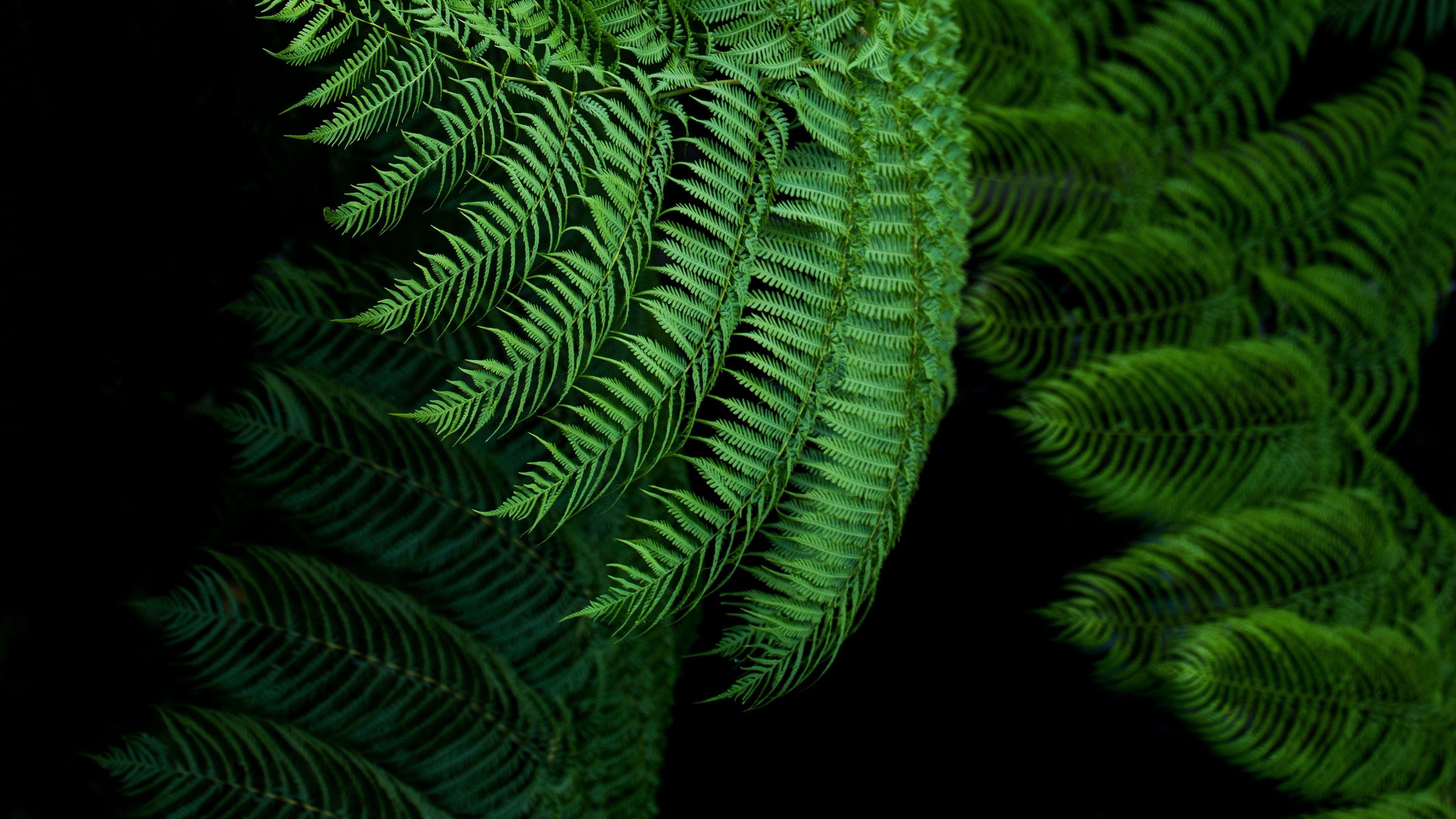 3840x2160 Download wallpaper 3840x2160 fern, leaves, green, tropical, exotic