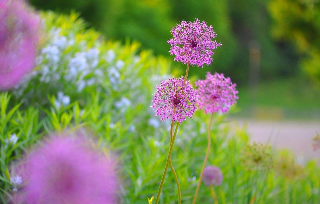1332x850 Wallpaper flowers, exotic, meadow, plants image for desktop