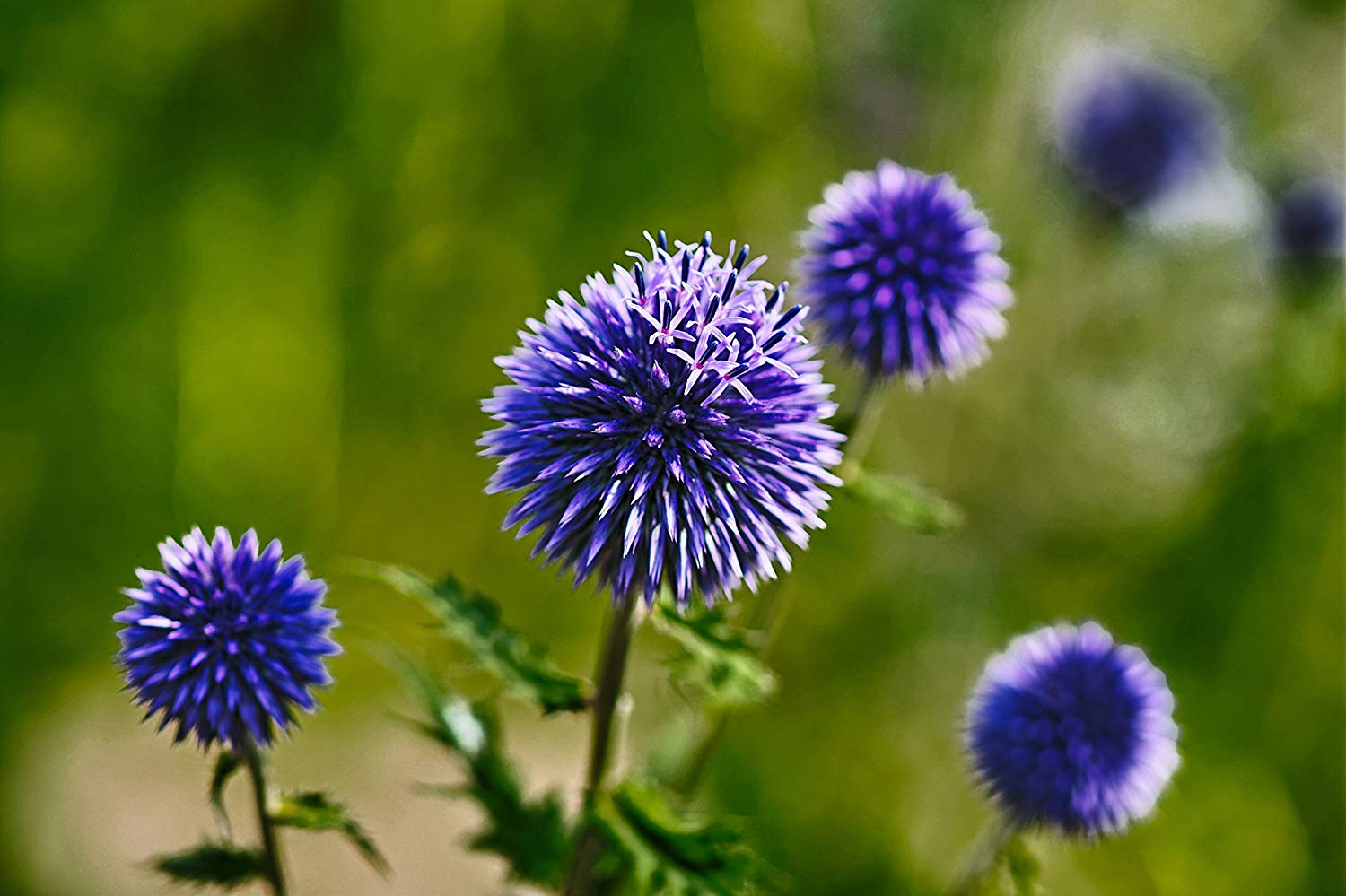 1500x999 Buy Natural Blue Flower Paper Print, Exotic, Professional