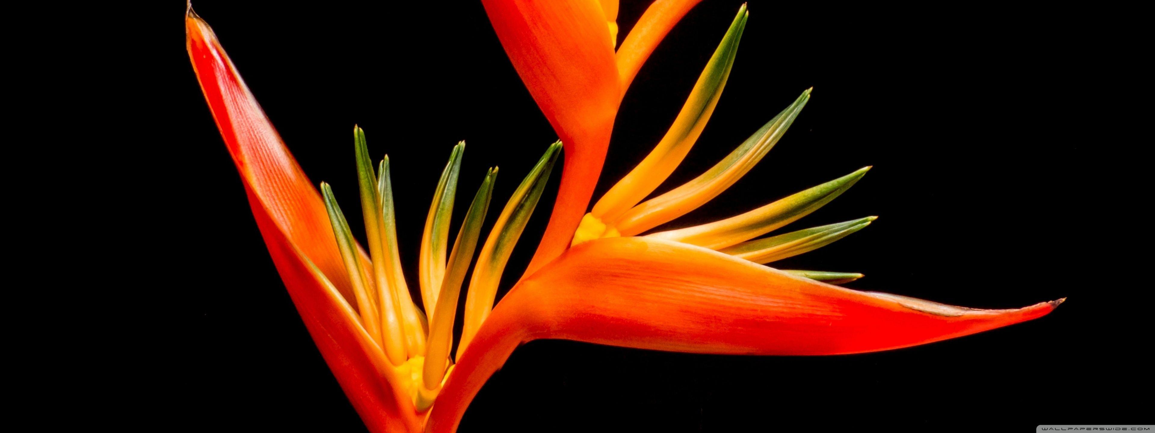 3840x1440 Bird Of Paradise Flower Exotic Plant Ultra HD Desktop Background