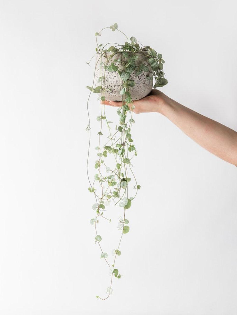 1000x1330 Forest London brings rare and exotic plants to the city. Wallpaper*