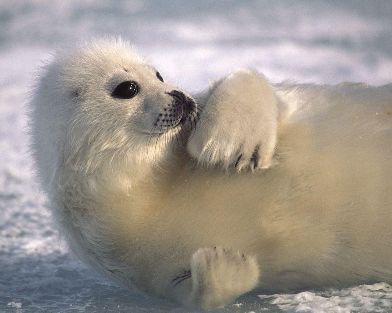 1280x1024 world wallpaper: Cute Baby Animal Wallpaper