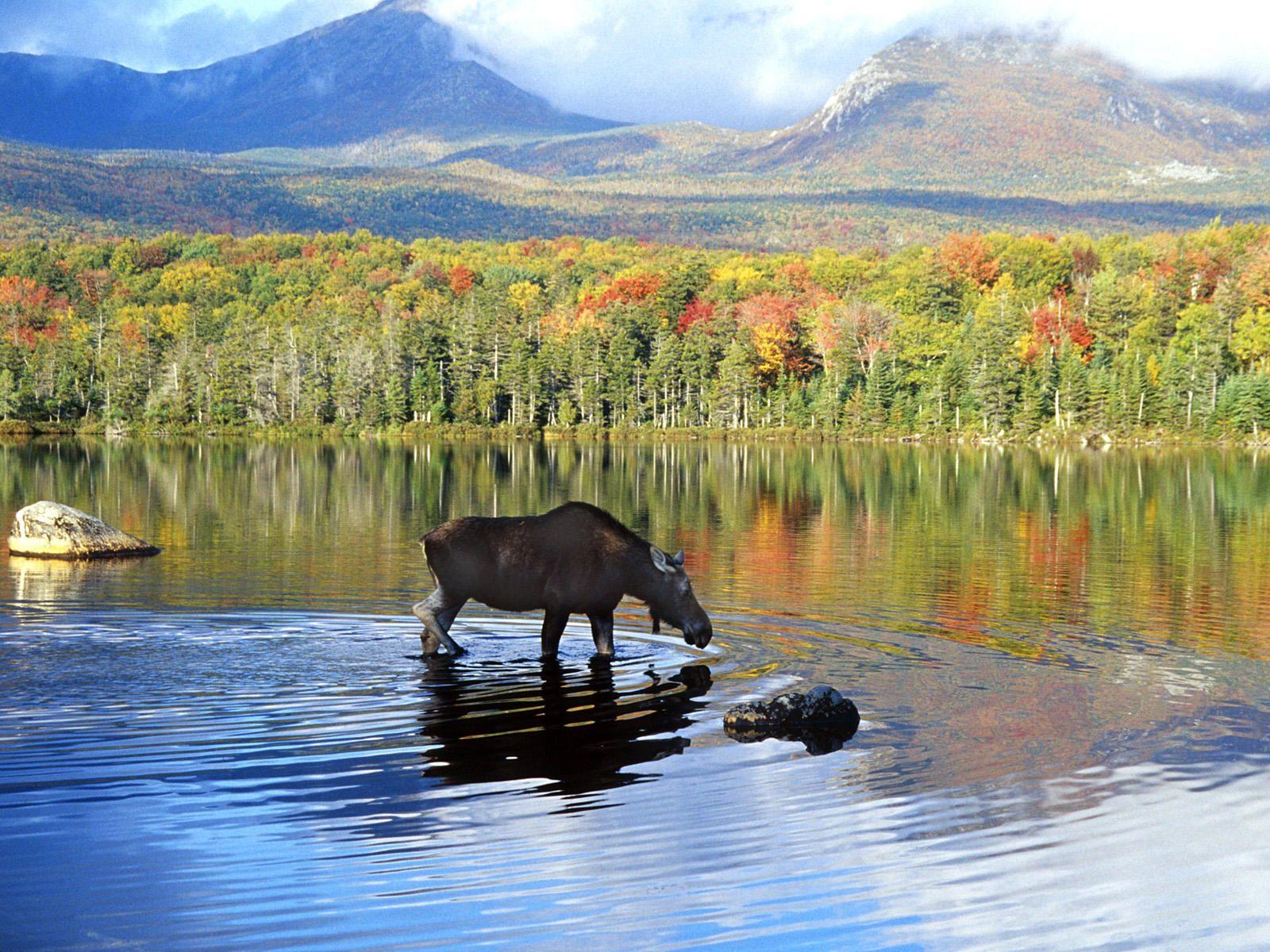 1600x1200 Alaska In Spring HDQ Wallpaper, HQ Definition Background HHC