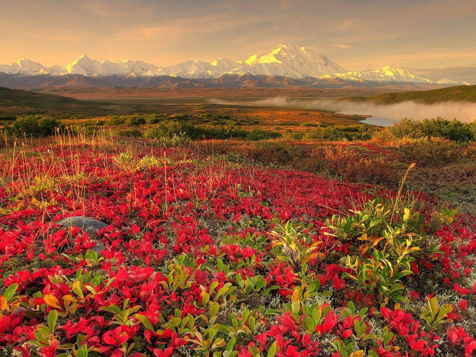 1600x1200 Tundra in autumn in Denali National Park, Alaska [1600x1200]. Spring landscape, Landscape wallpaper, Beautiful nature
