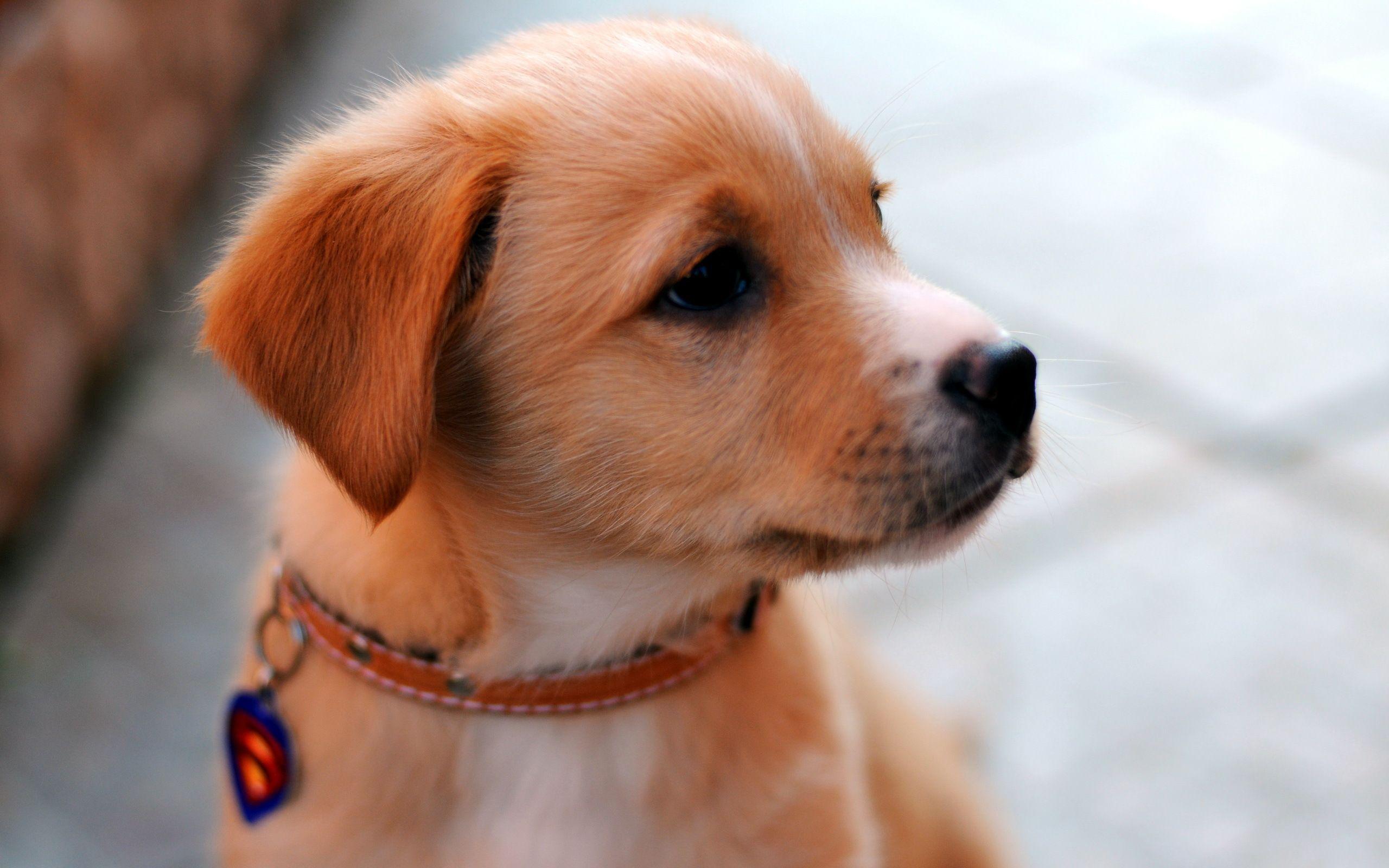 2560x1600 Cute Puppy Desktop Background