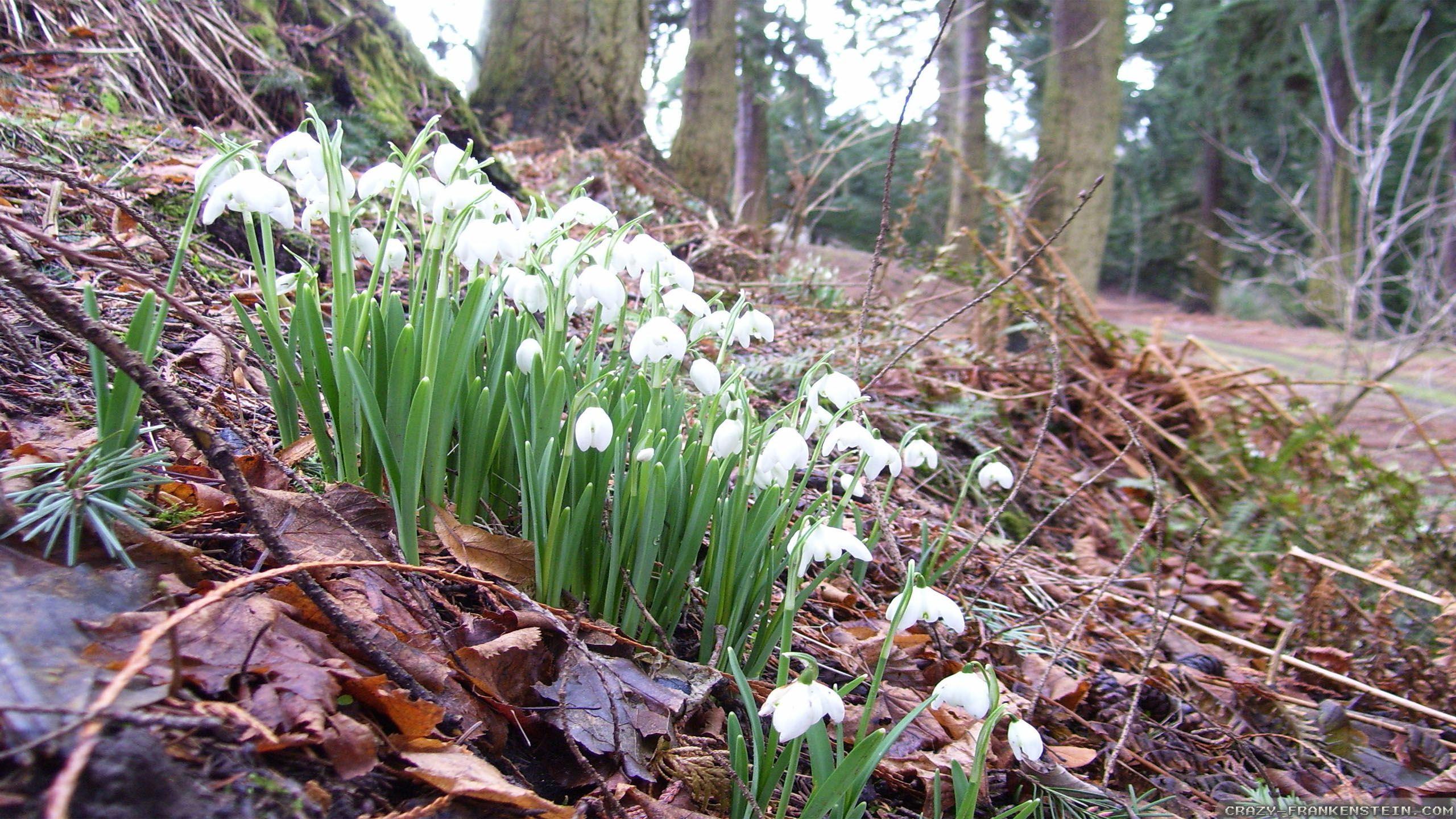 2560x1440 Early Spring Background