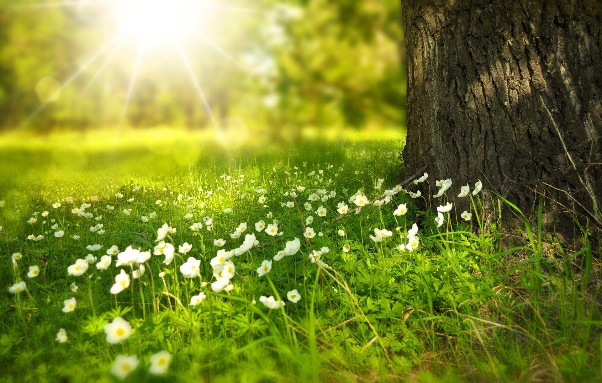 1920x1221 spring wallpaper HD lovely green early spring wallpaper during sunrise