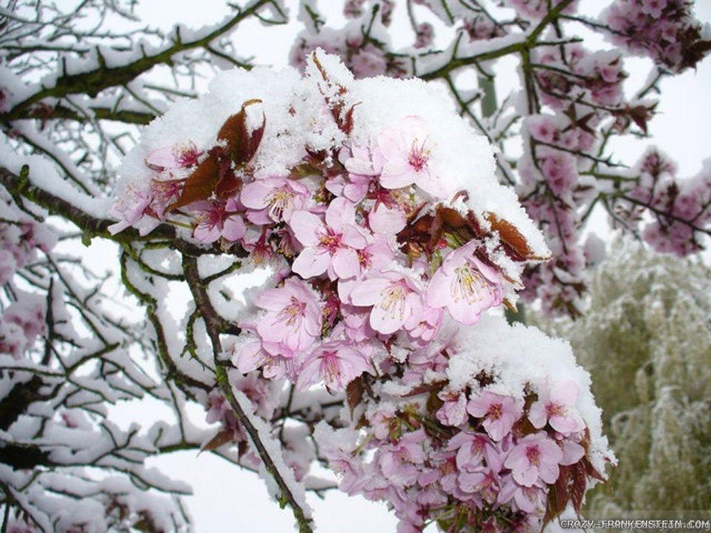 1024x768 Early Spring Wallpaper Id: 10049h Pacify Mind Desktop Background