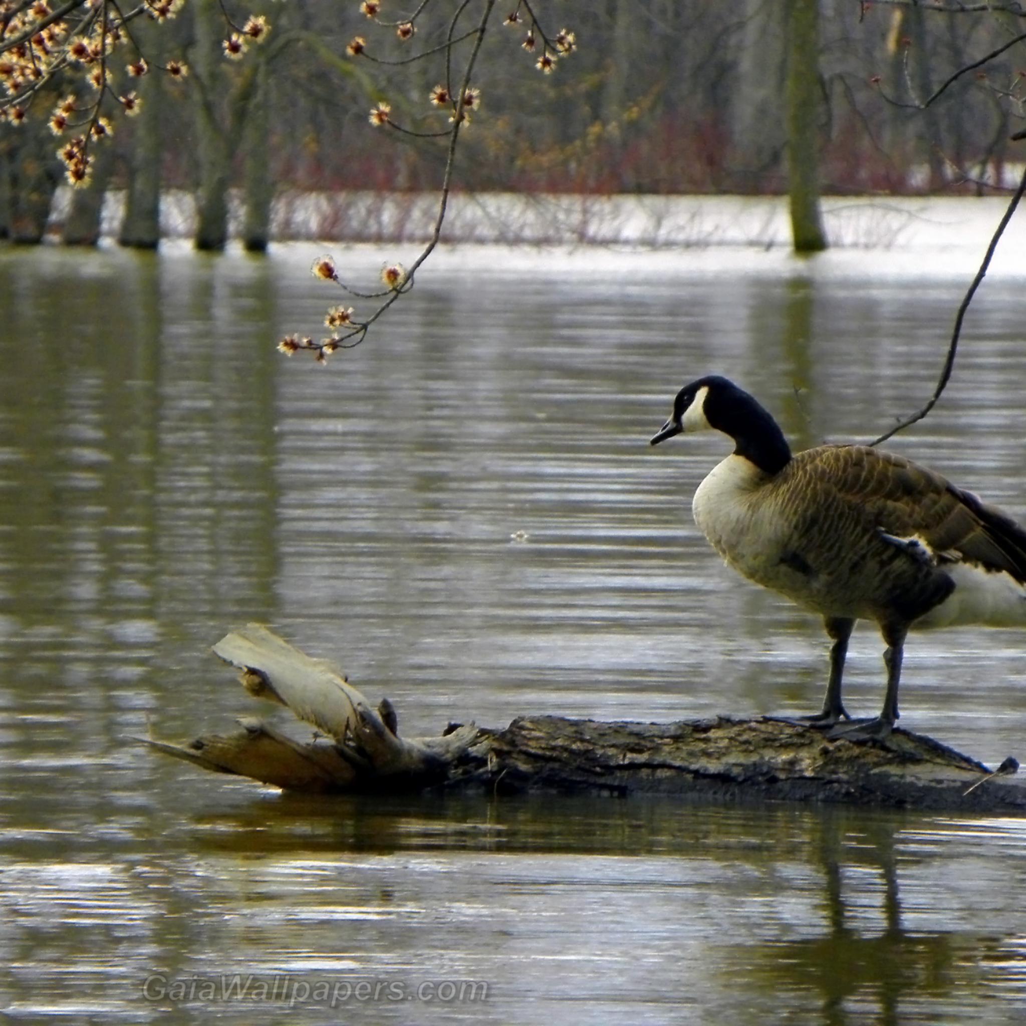 2048x2048 Canada Goose looking at high water during early spring wallpaper