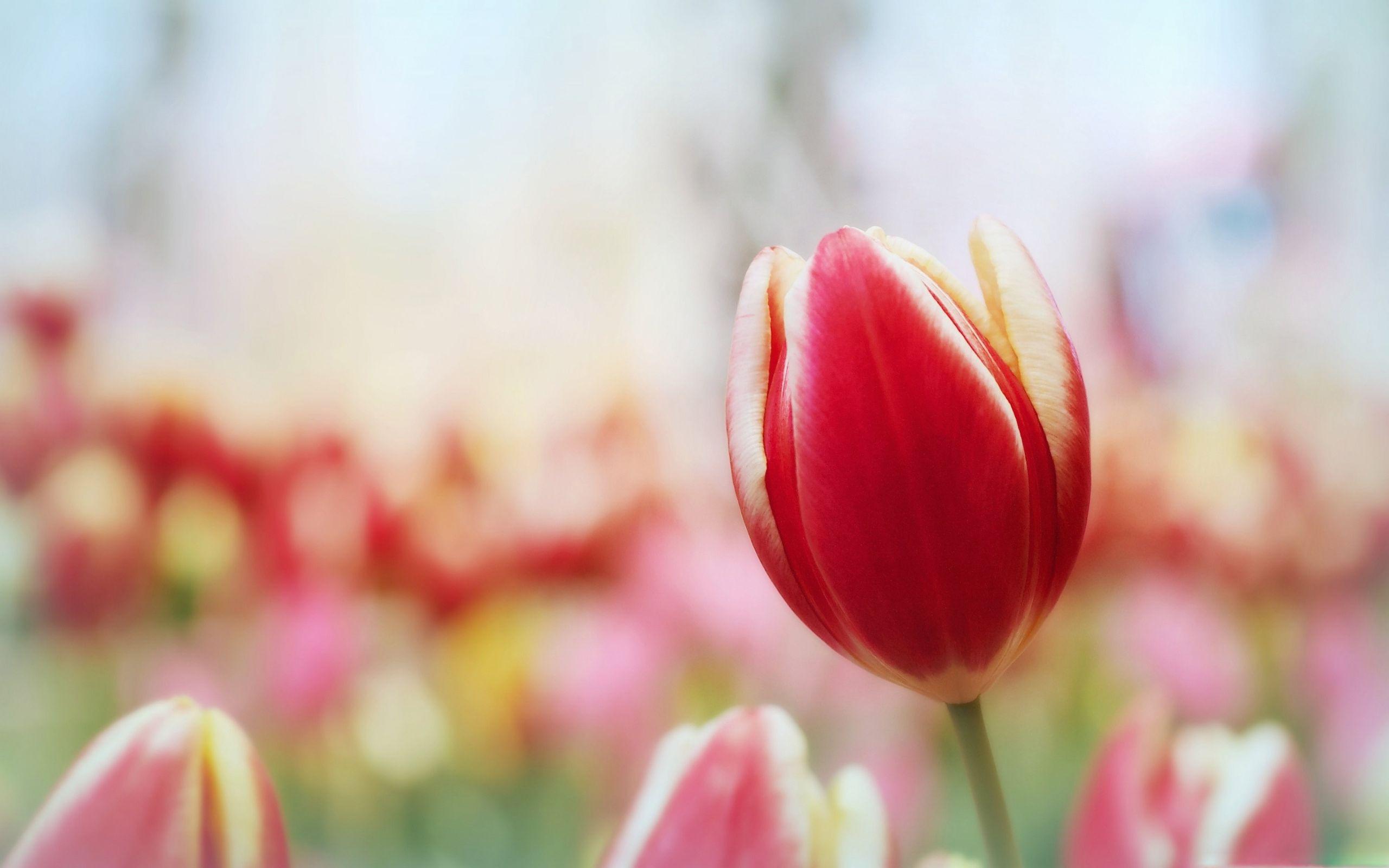 2560x1600 I Hope For An Early Spring Mac Wallpaper Download
