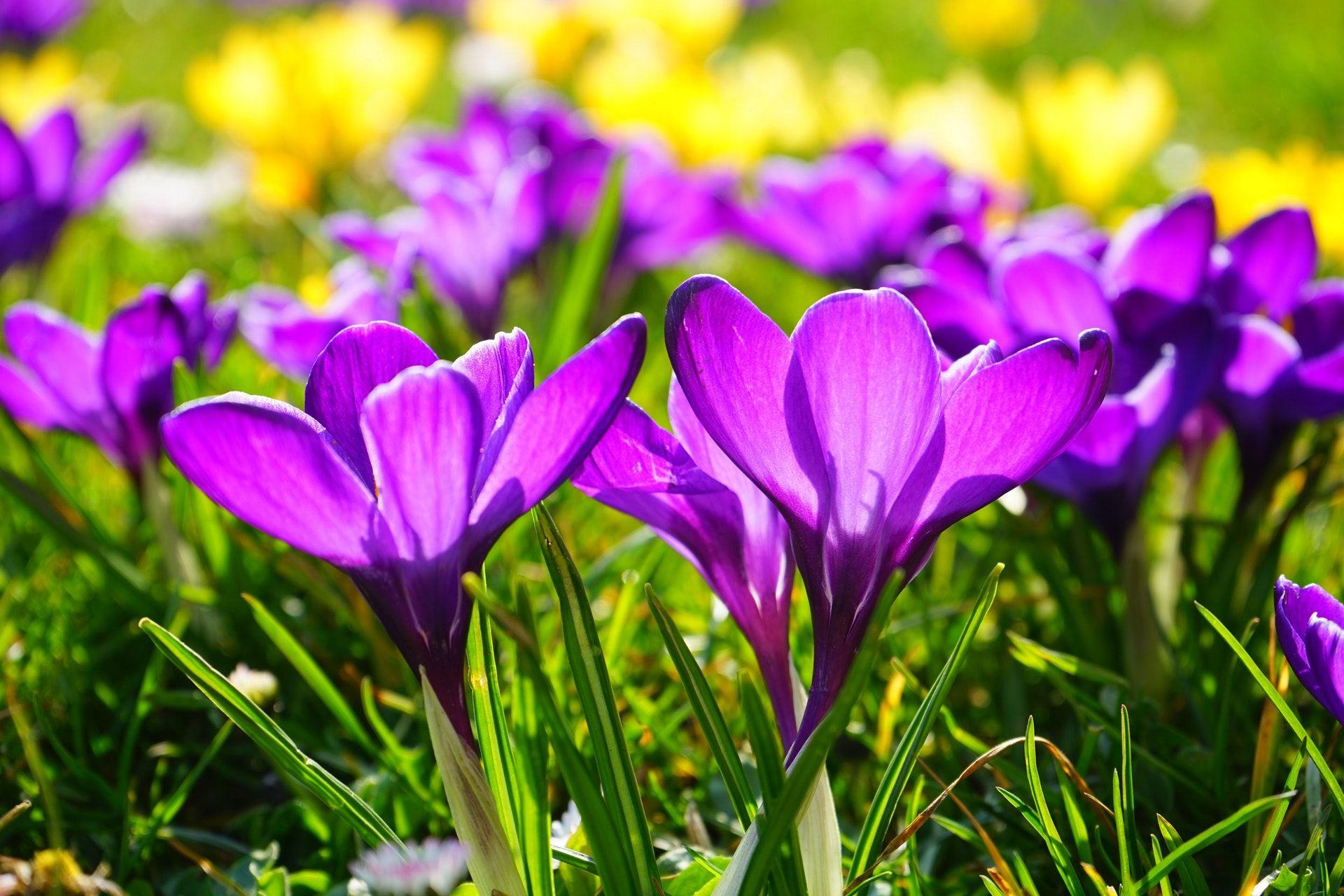 1920x1280 Early Spring Wallpaper