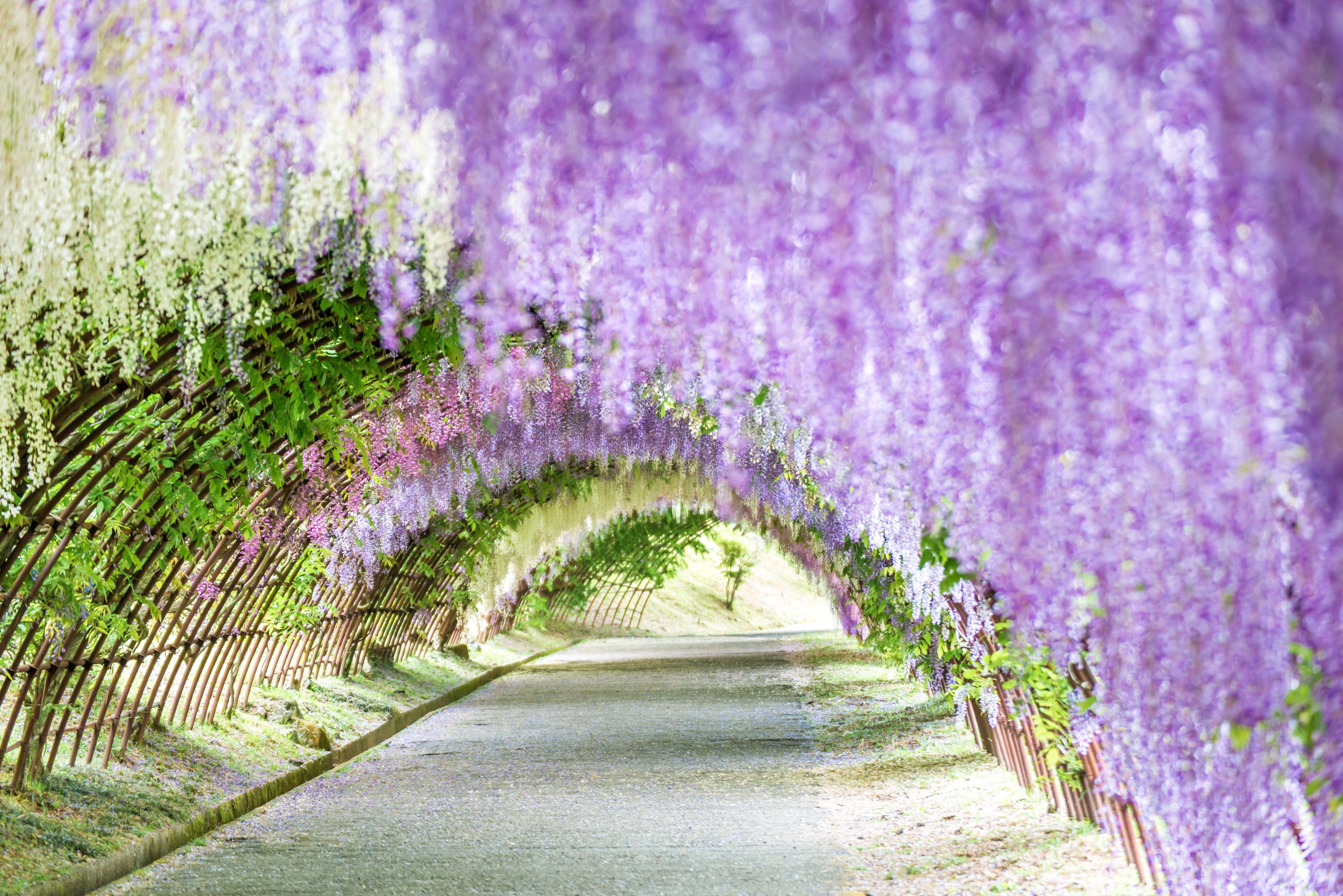 6016x4016 Spring Flower Picture from Around the Worldé Nast Traveler