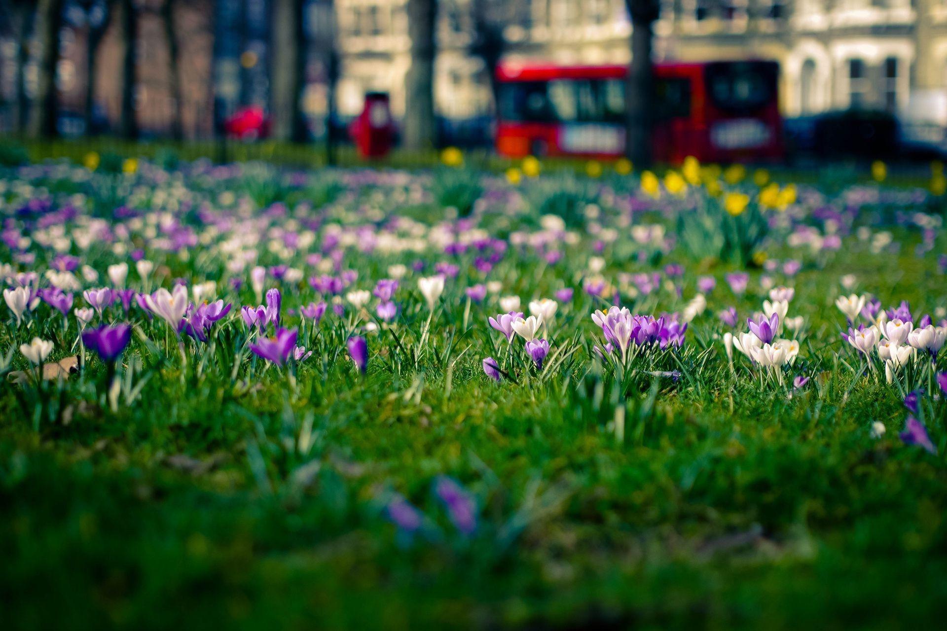 1920x1280 Meadow Flowers crocuses London town spring