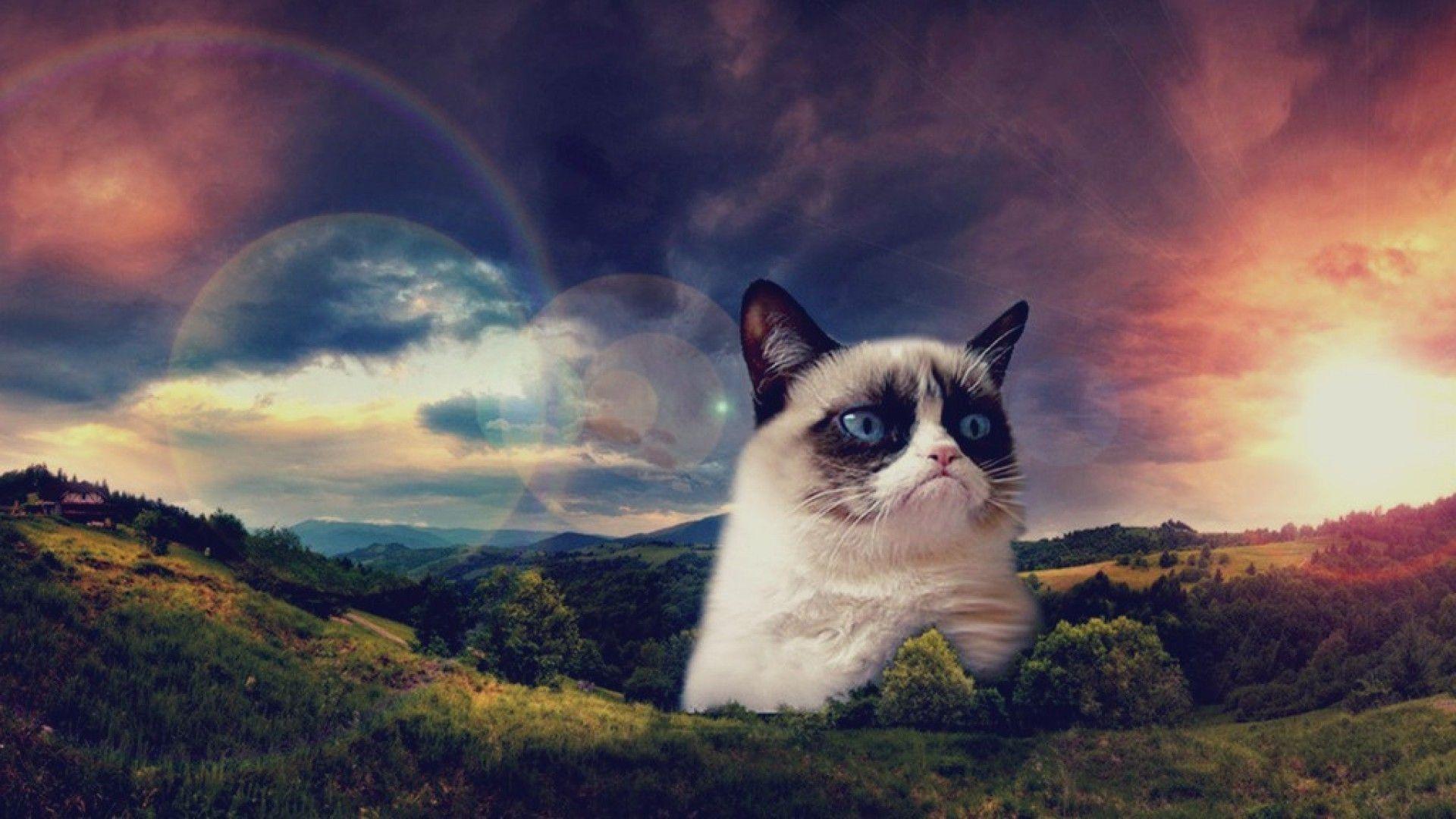 1920x1080 Grumpy Cat hình nềnTải xuống nền HD tuyệt đẹp miễn phí