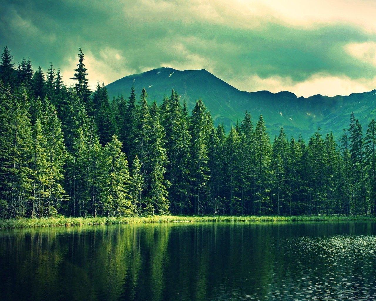 1280x1024 Pine trees near mountain lake wallpaper. Lake landscape, Forest