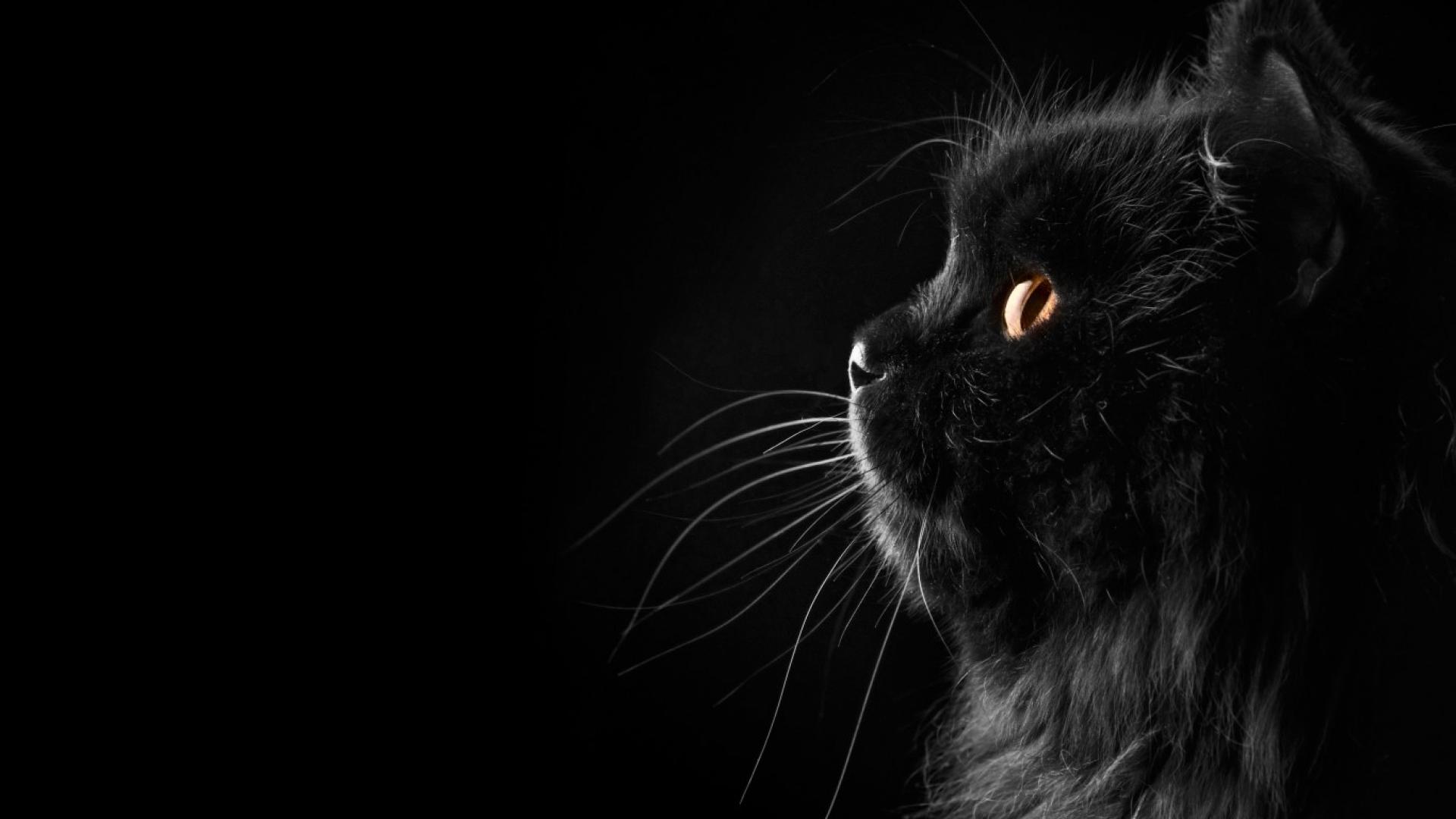 Hình nền 1920x1080 Black Cat