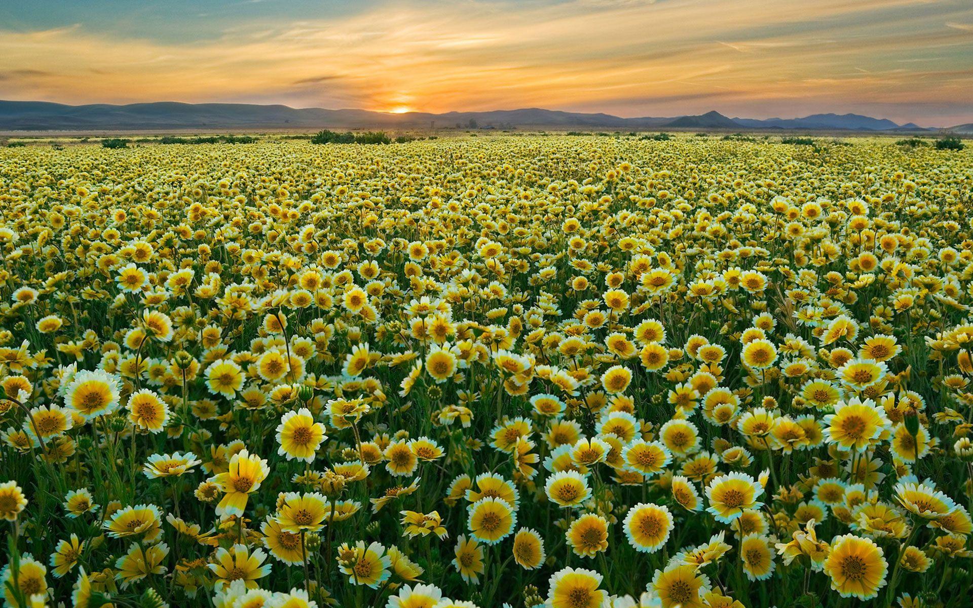 Yellow Flower Field Wallpapers - Top Free Yellow Flower Field Backgrounds -  WallpaperAccess