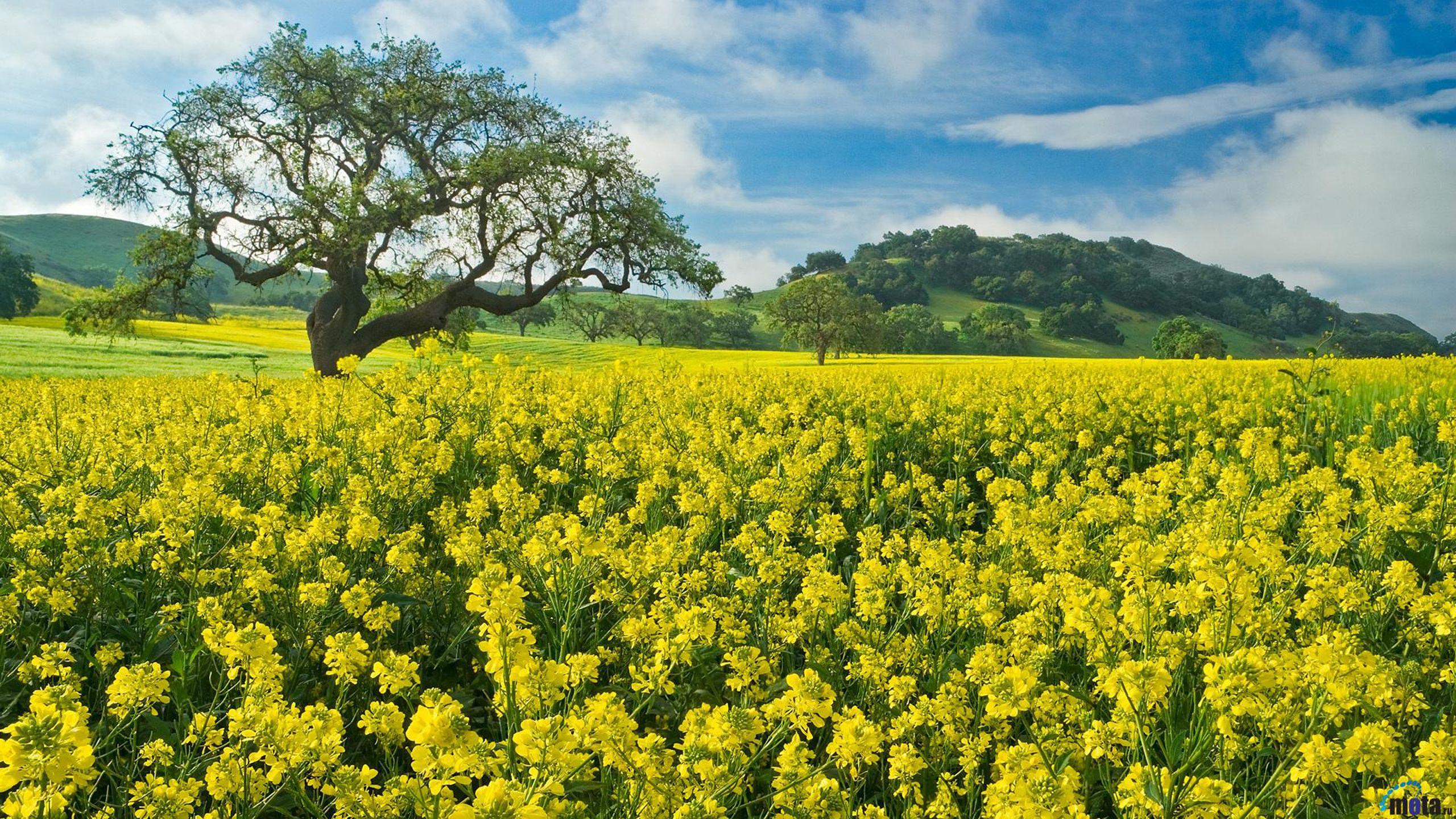 Yellow Flower Field Wallpapers Top Free Yellow Flower Field Backgrounds Wallpaperaccess