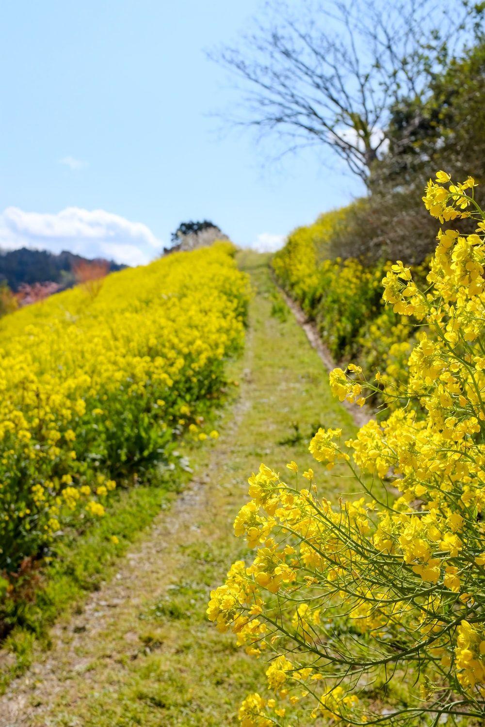 1000x1500 Mustard Field Picture. Download Free Image