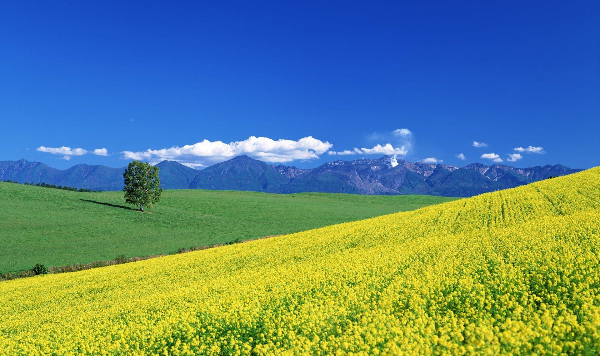 1920x1140 Field of Flowers wallpaper